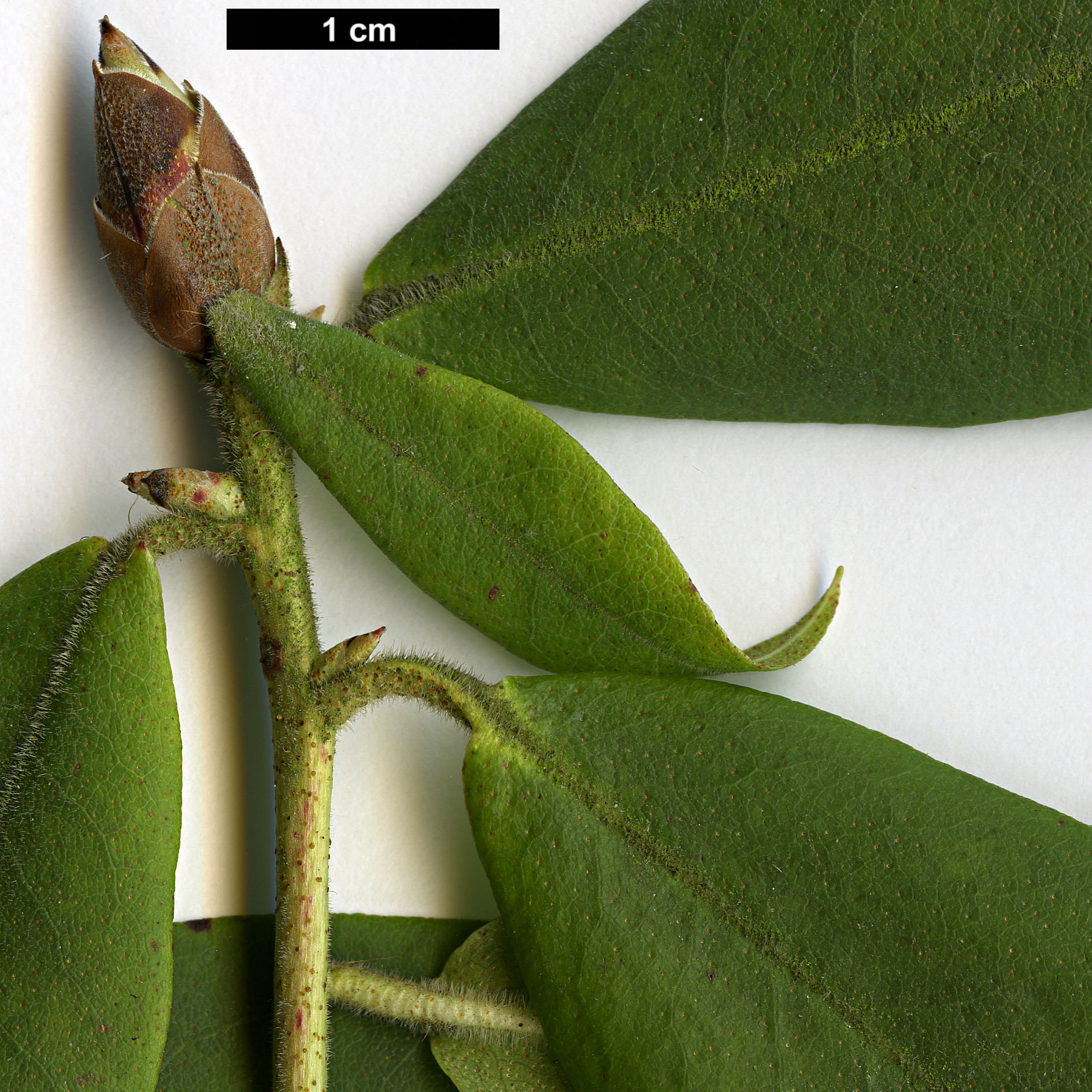 High resolution image: Family: Ericaceae - Genus: Rhododendron - Taxon: augustinii