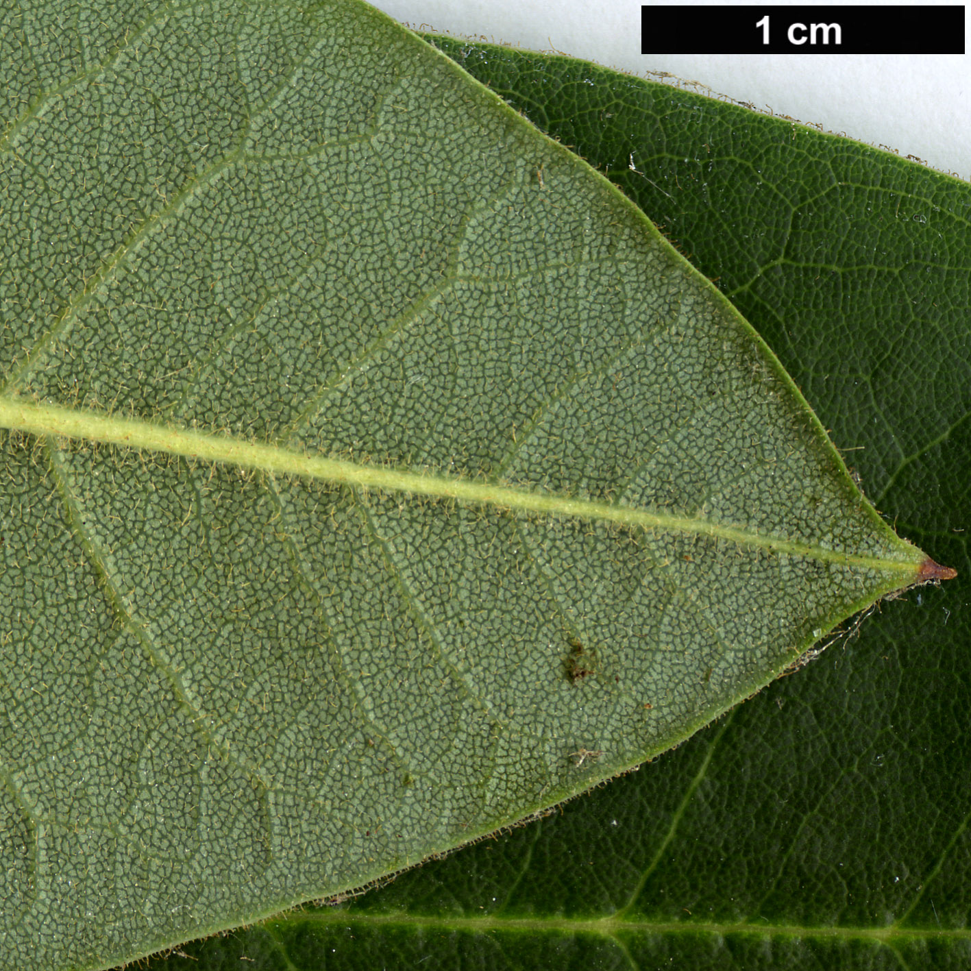 High resolution image: Family: Ericaceae - Genus: Rhododendron - Taxon: auriculatum