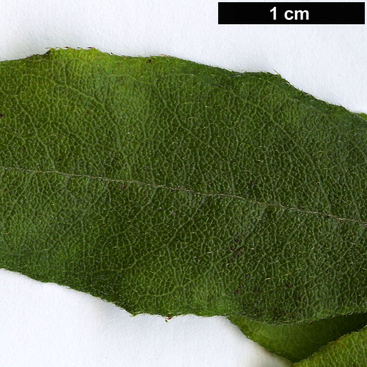 High resolution image: Family: Ericaceae - Genus: Rhododendron - Taxon: austrinum