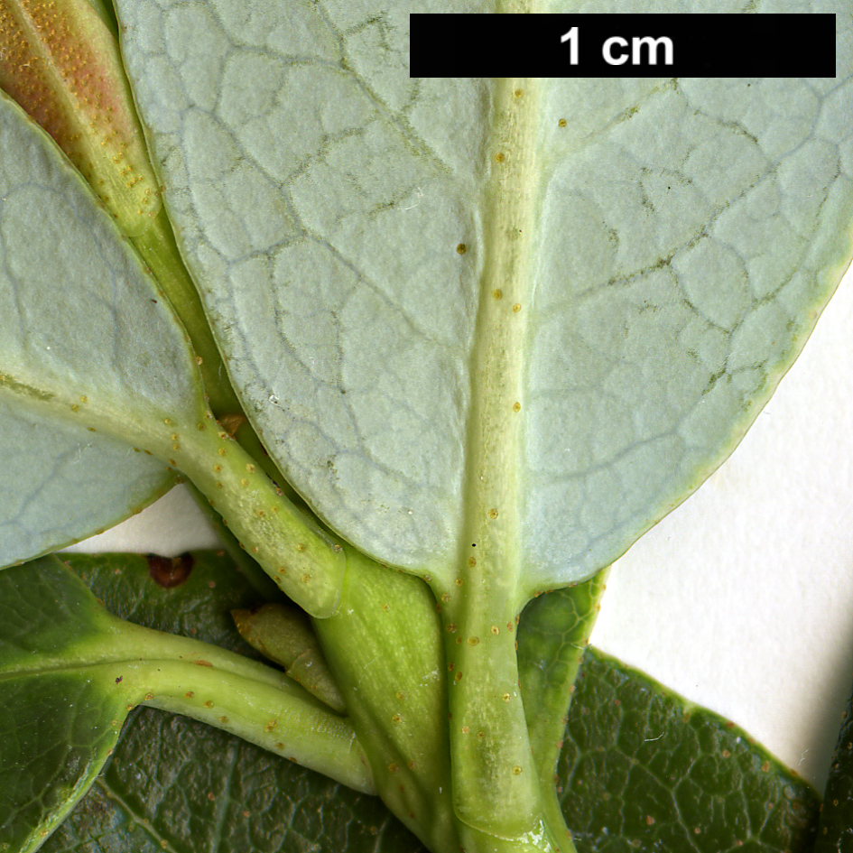 High resolution image: Family: Ericaceae - Genus: Rhododendron - Taxon: baihuaense