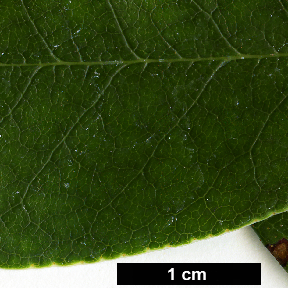 High resolution image: Family: Ericaceae - Genus: Rhododendron - Taxon: baihuaense