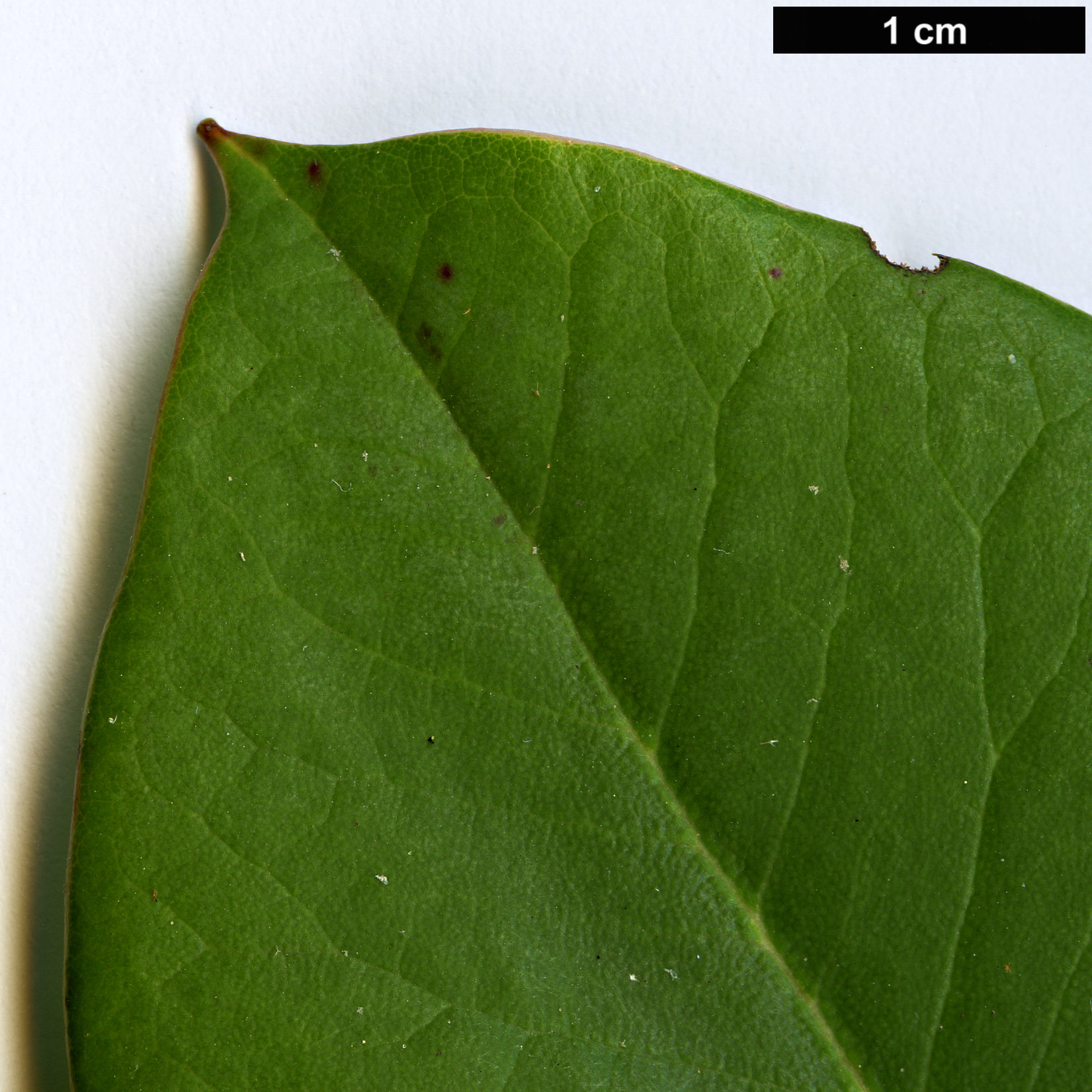 High resolution image: Family: Ericaceae - Genus: Rhododendron - Taxon: balangense