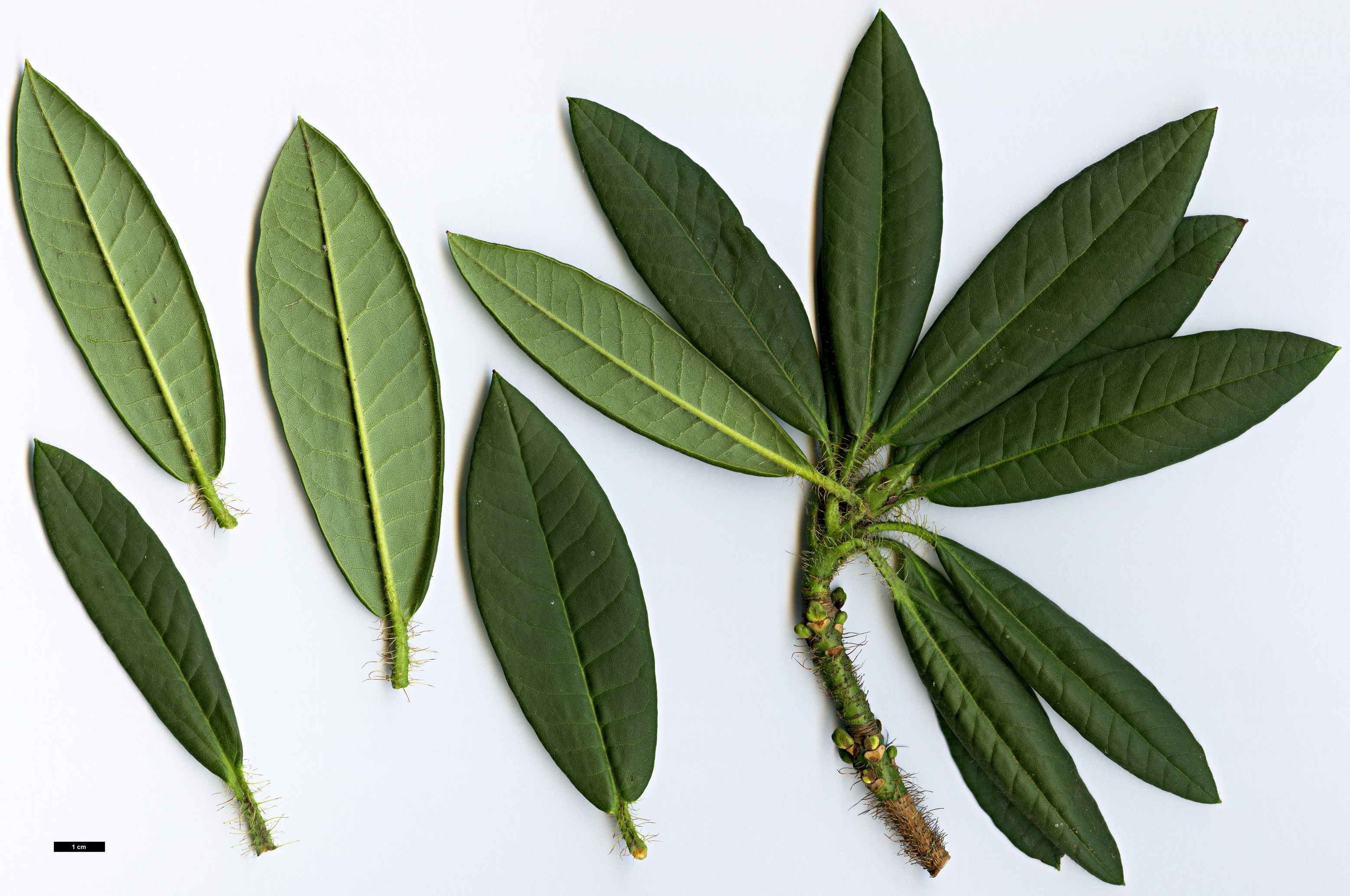 High resolution image: Family: Ericaceae - Genus: Rhododendron - Taxon: barbatum