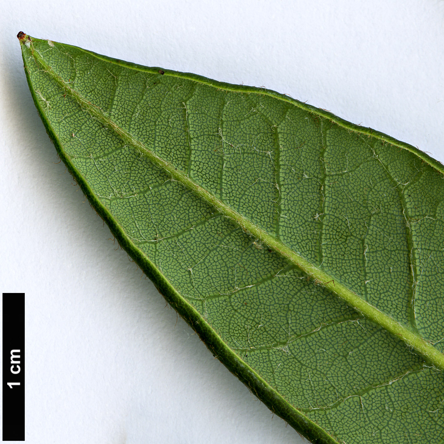 High resolution image: Family: Ericaceae - Genus: Rhododendron - Taxon: barbatum