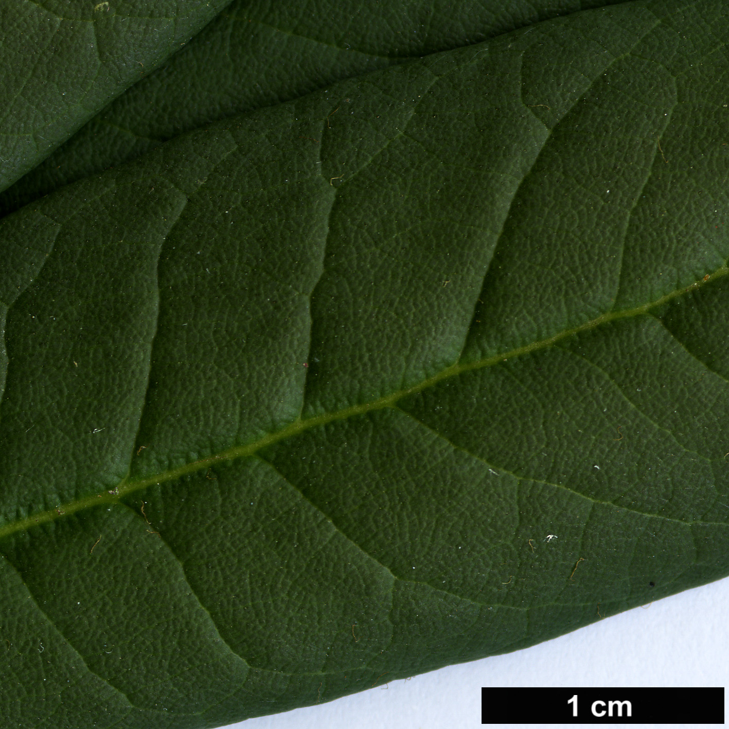 High resolution image: Family: Ericaceae - Genus: Rhododendron - Taxon: barbatum