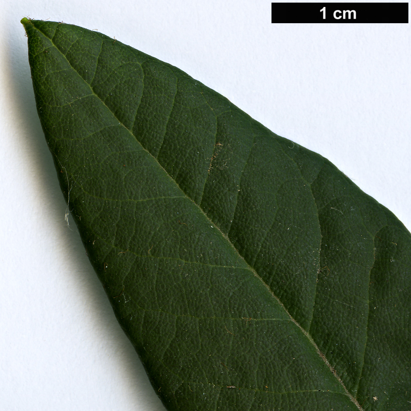 High resolution image: Family: Ericaceae - Genus: Rhododendron - Taxon: barbatum