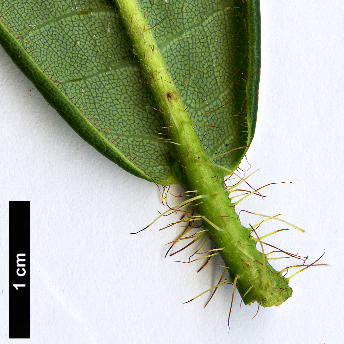 High resolution image: Family: Ericaceae - Genus: Rhododendron - Taxon: barbatum