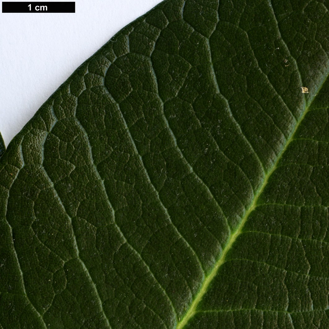 High resolution image: Family: Ericaceae - Genus: Rhododendron - Taxon: basilicum