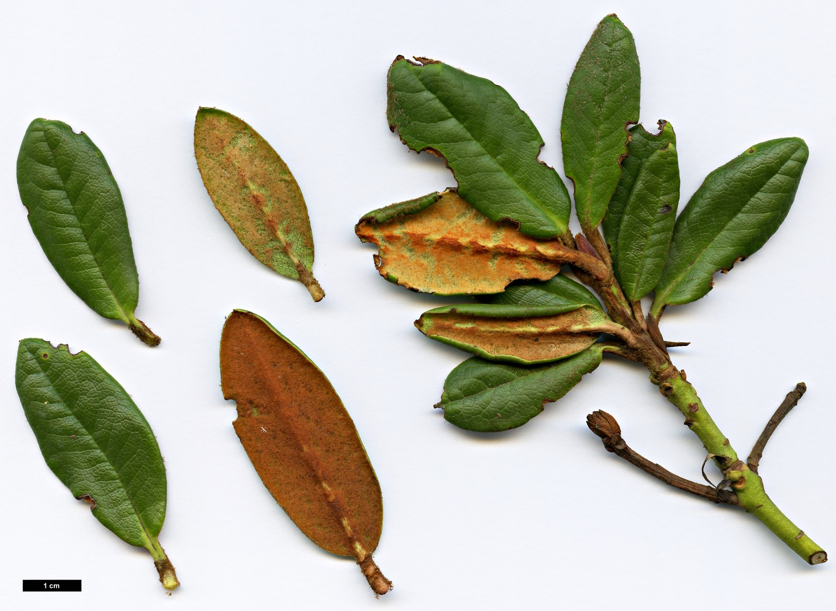 High resolution image: Family: Ericaceae - Genus: Rhododendron - Taxon: bathyphyllum