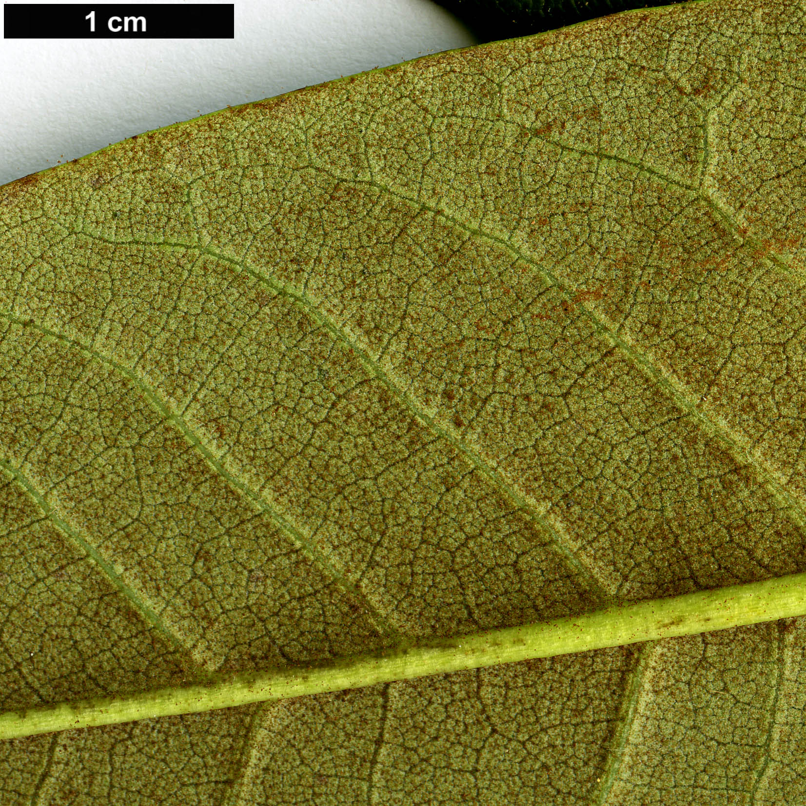 High resolution image: Family: Ericaceae - Genus: Rhododendron - Taxon: beesianum