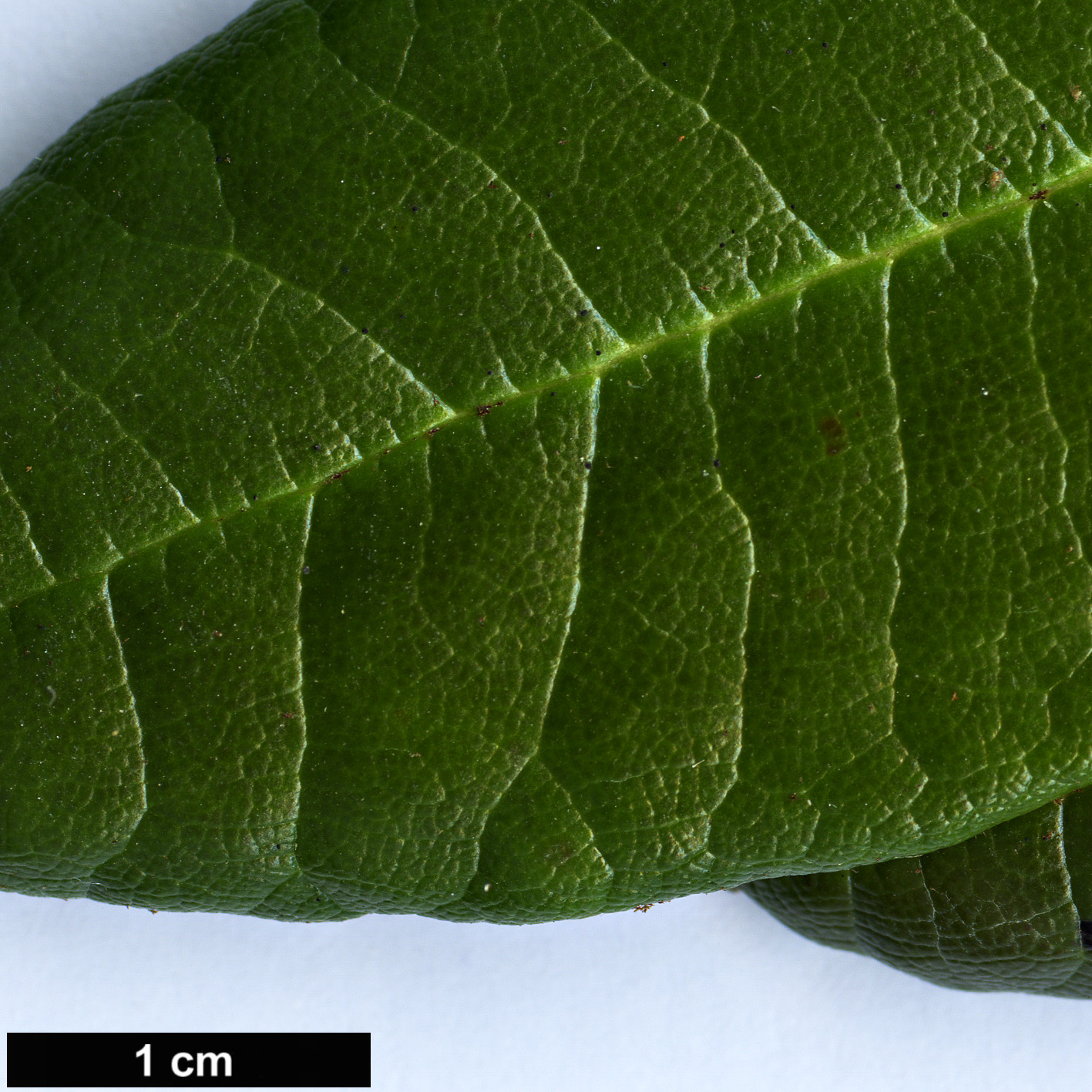 High resolution image: Family: Ericaceae - Genus: Rhododendron - Taxon: bhutanense