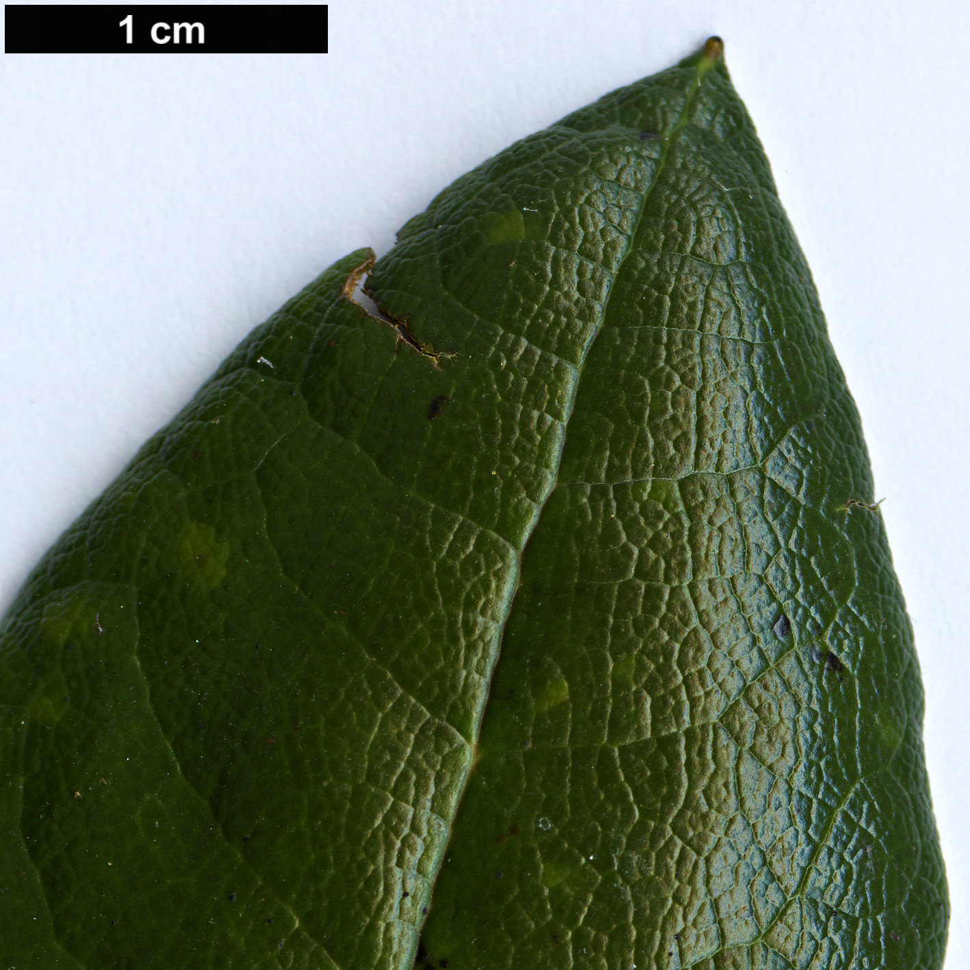 High resolution image: Family: Ericaceae - Genus: Rhododendron - Taxon: bhutanense