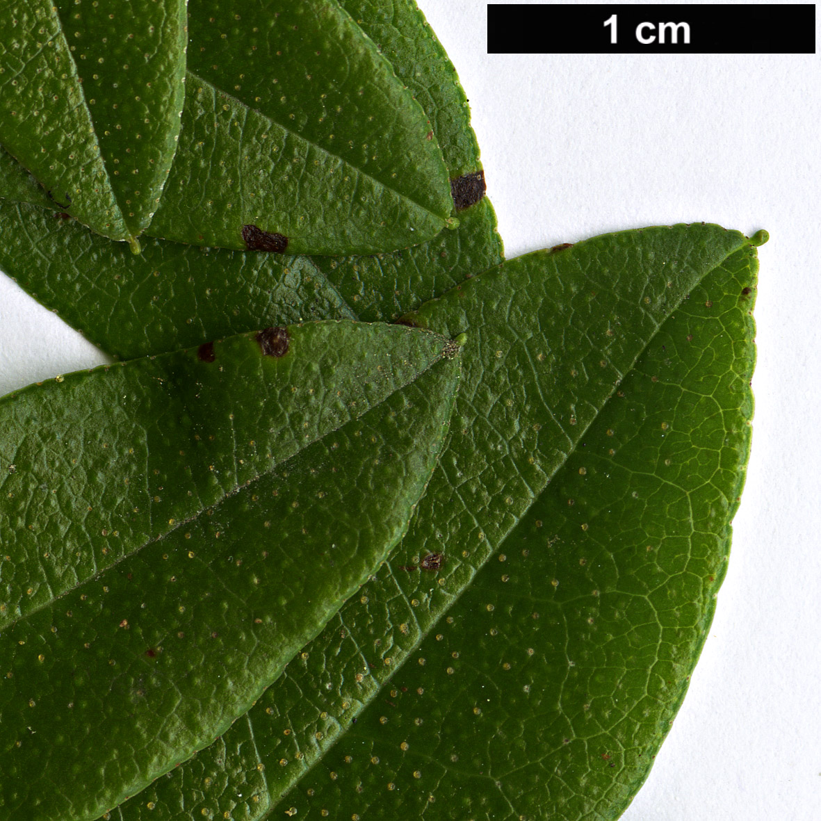 High resolution image: Family: Ericaceae - Genus: Rhododendron - Taxon: bracteatum