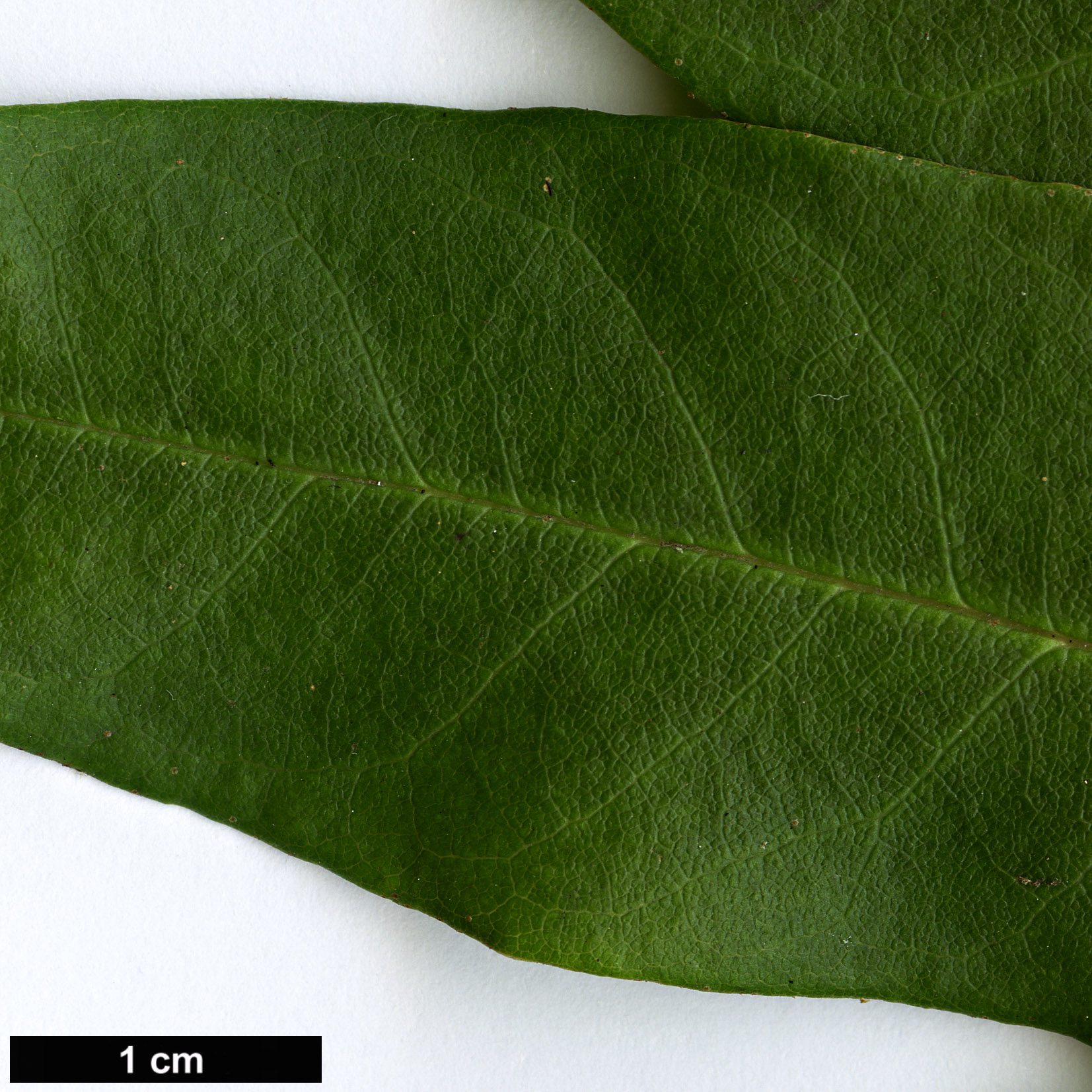 High resolution image: Family: Ericaceae - Genus: Rhododendron - Taxon: brevicaudatum