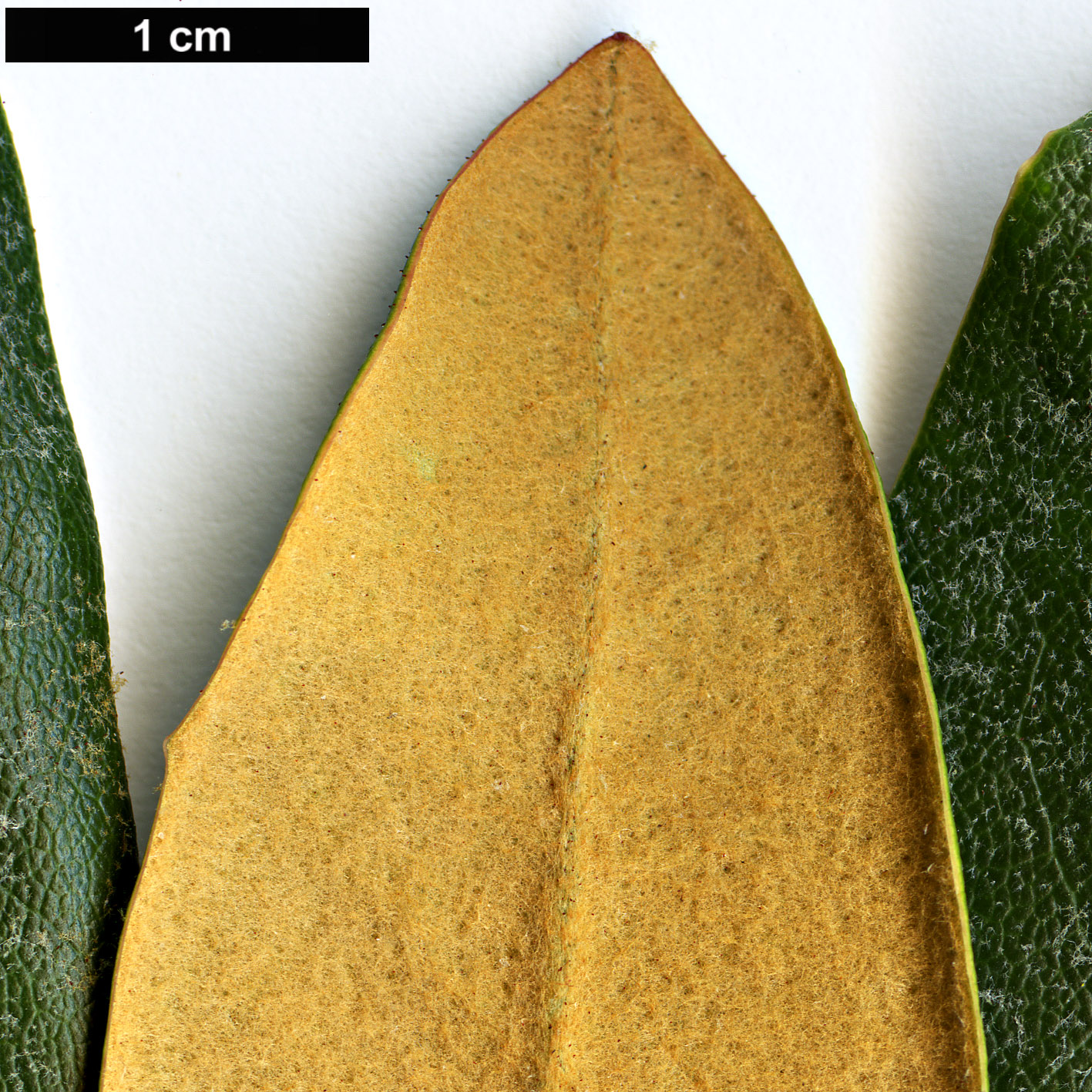 High resolution image: Family: Ericaceae - Genus: Rhododendron - Taxon: bureavioides