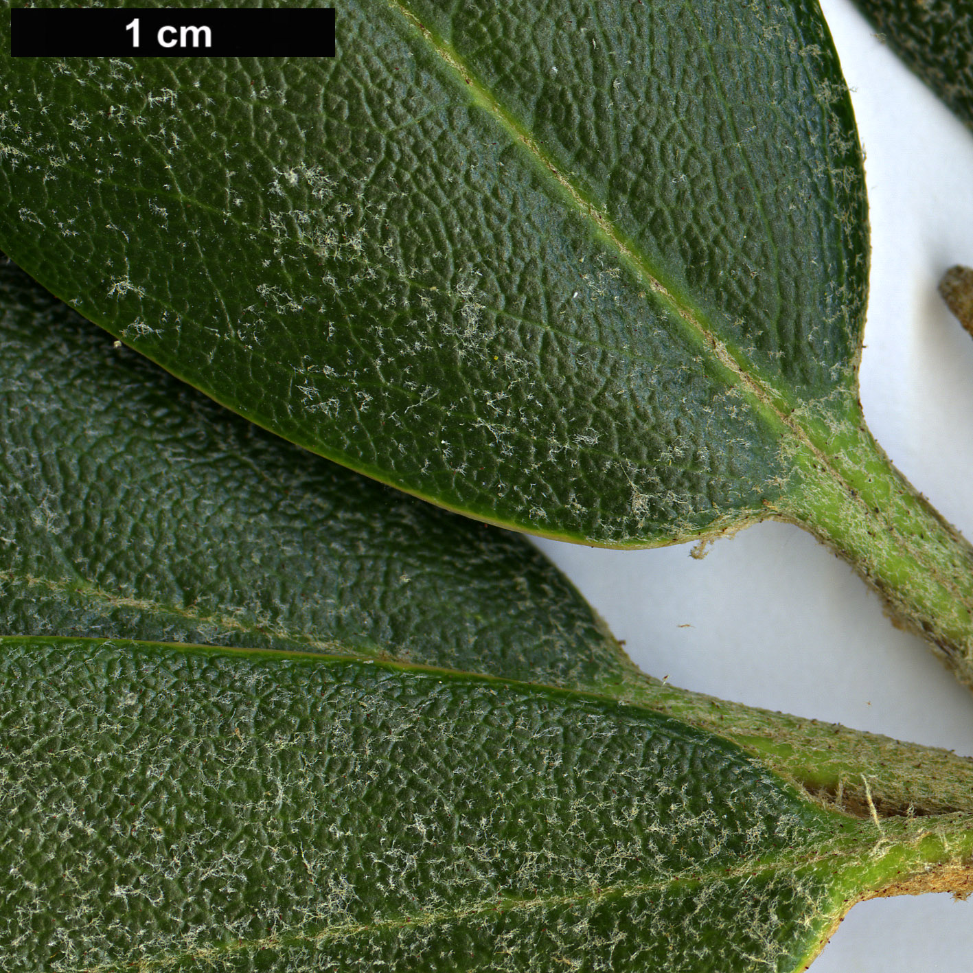 High resolution image: Family: Ericaceae - Genus: Rhododendron - Taxon: bureavioides