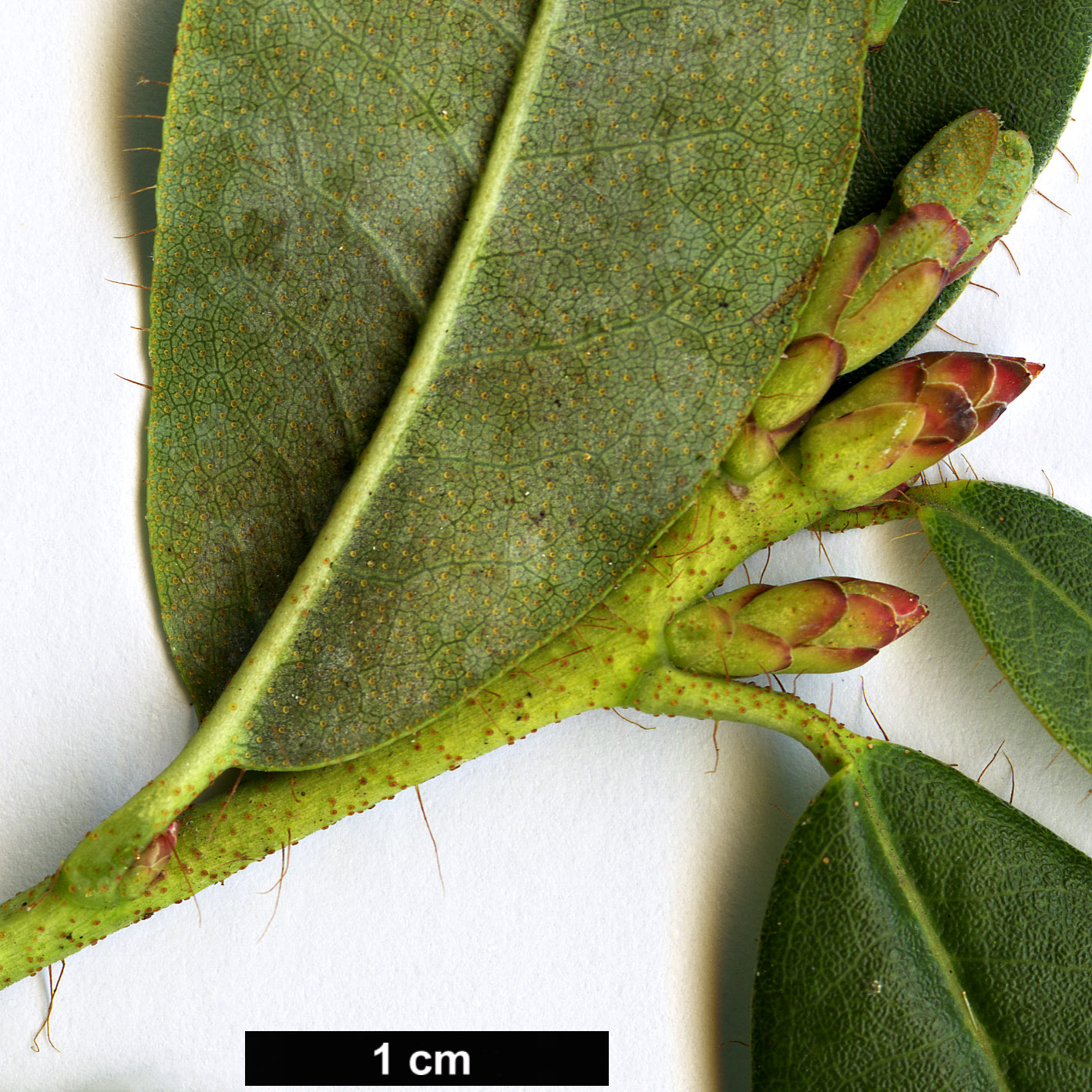 High resolution image: Family: Ericaceae - Genus: Rhododendron - Taxon: caesium