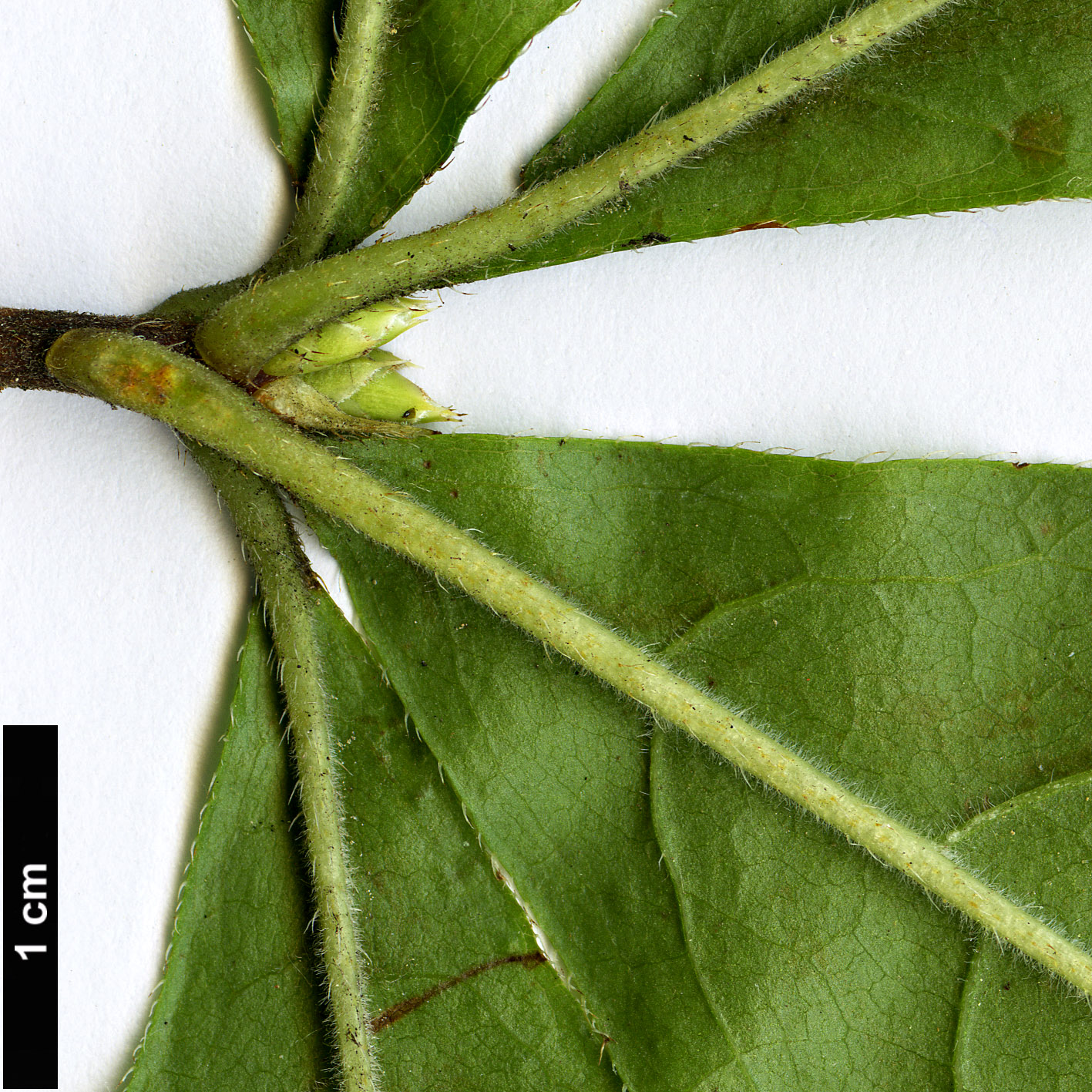 High resolution image: Family: Ericaceae - Genus: Rhododendron - Taxon: calendulaceum