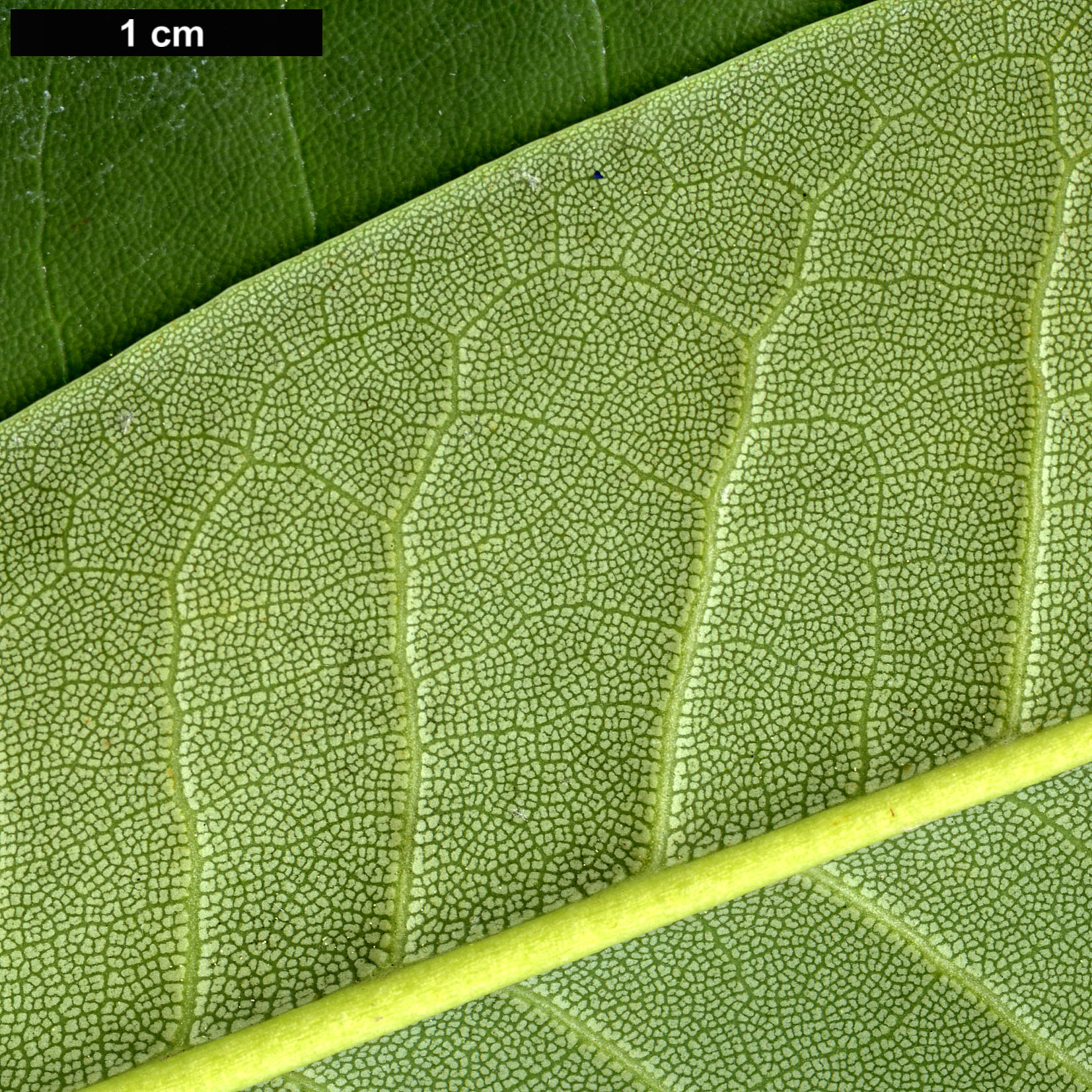 High resolution image: Family: Ericaceae - Genus: Rhododendron - Taxon: calophytum