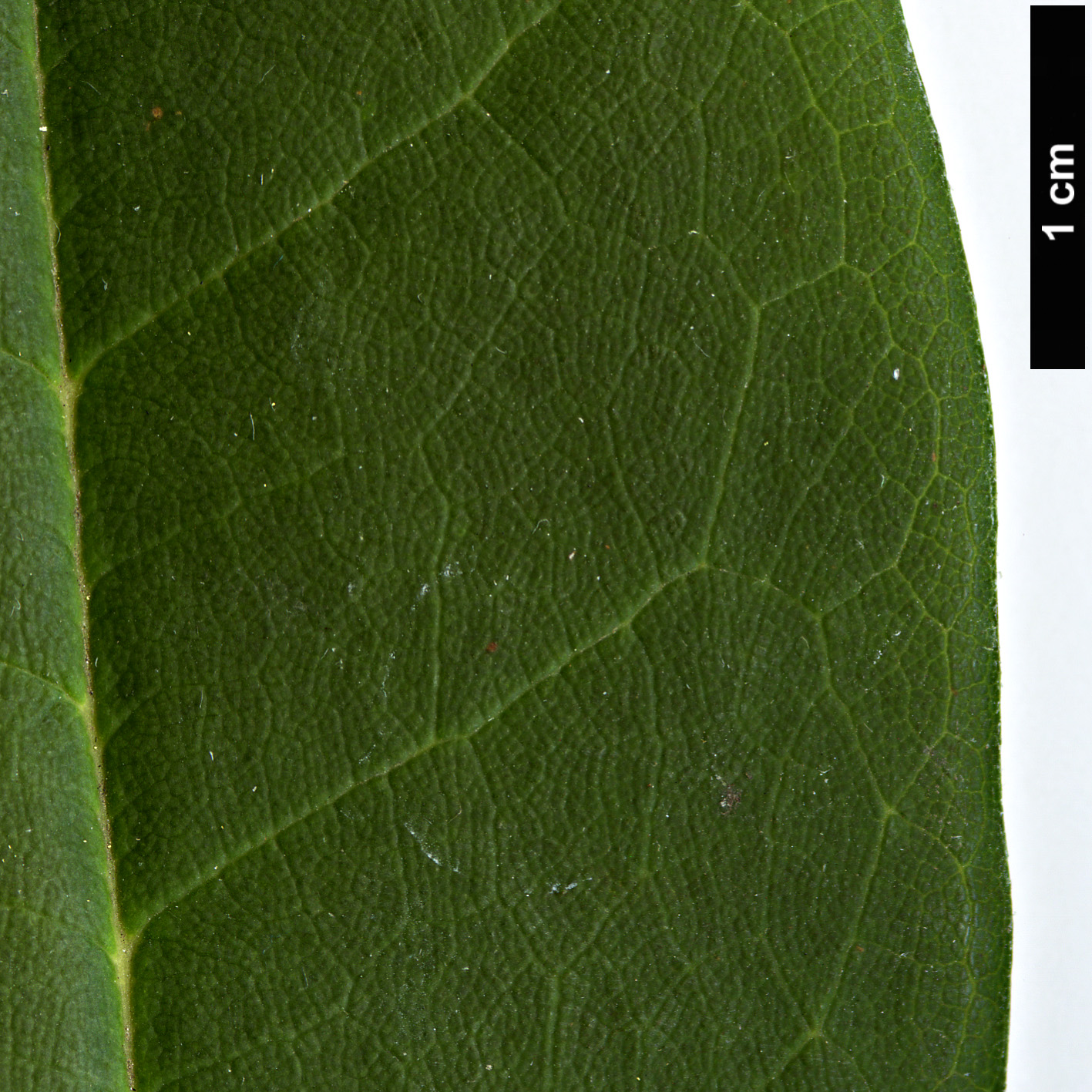 High resolution image: Family: Ericaceae - Genus: Rhododendron - Taxon: calophytum