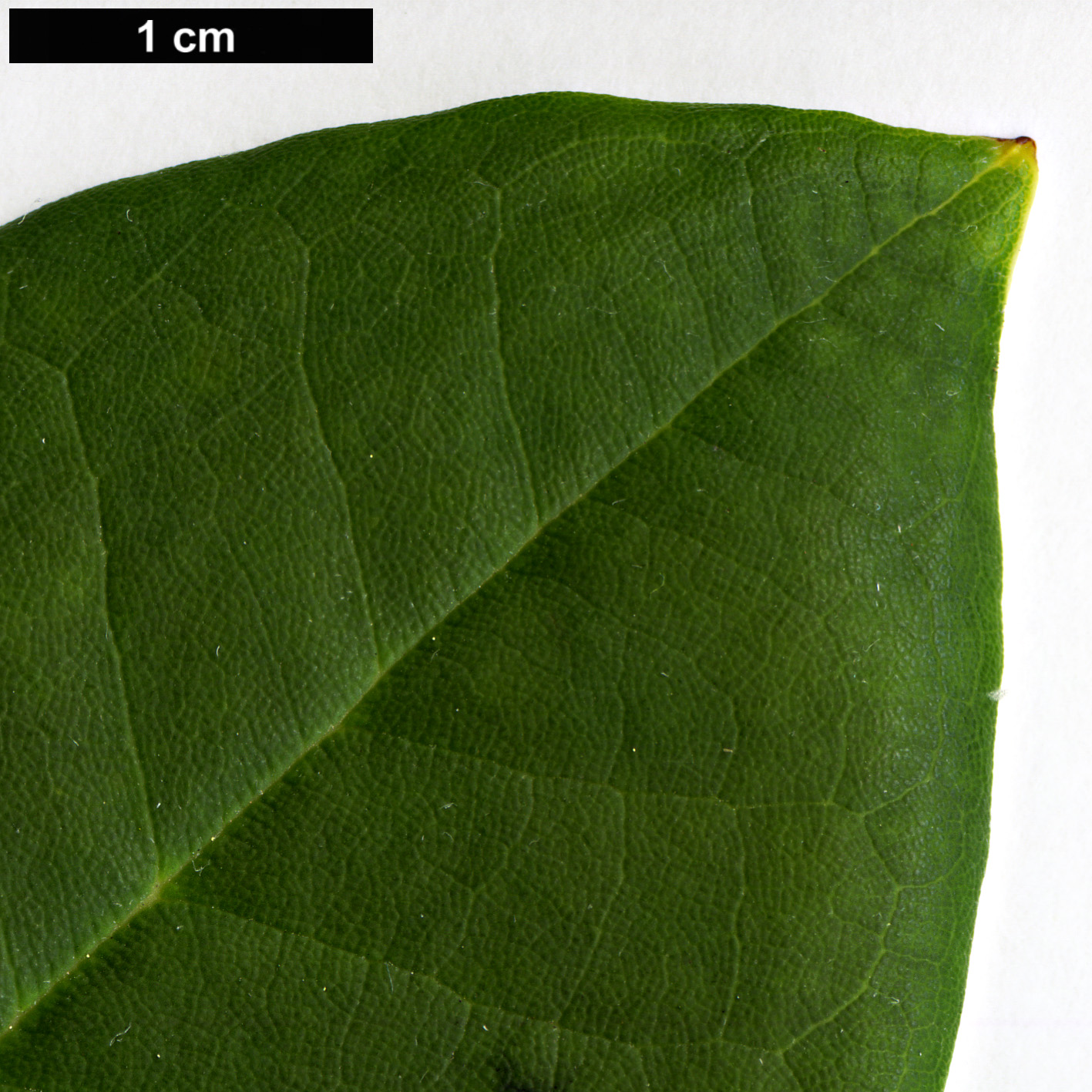 High resolution image: Family: Ericaceae - Genus: Rhododendron - Taxon: calophytum