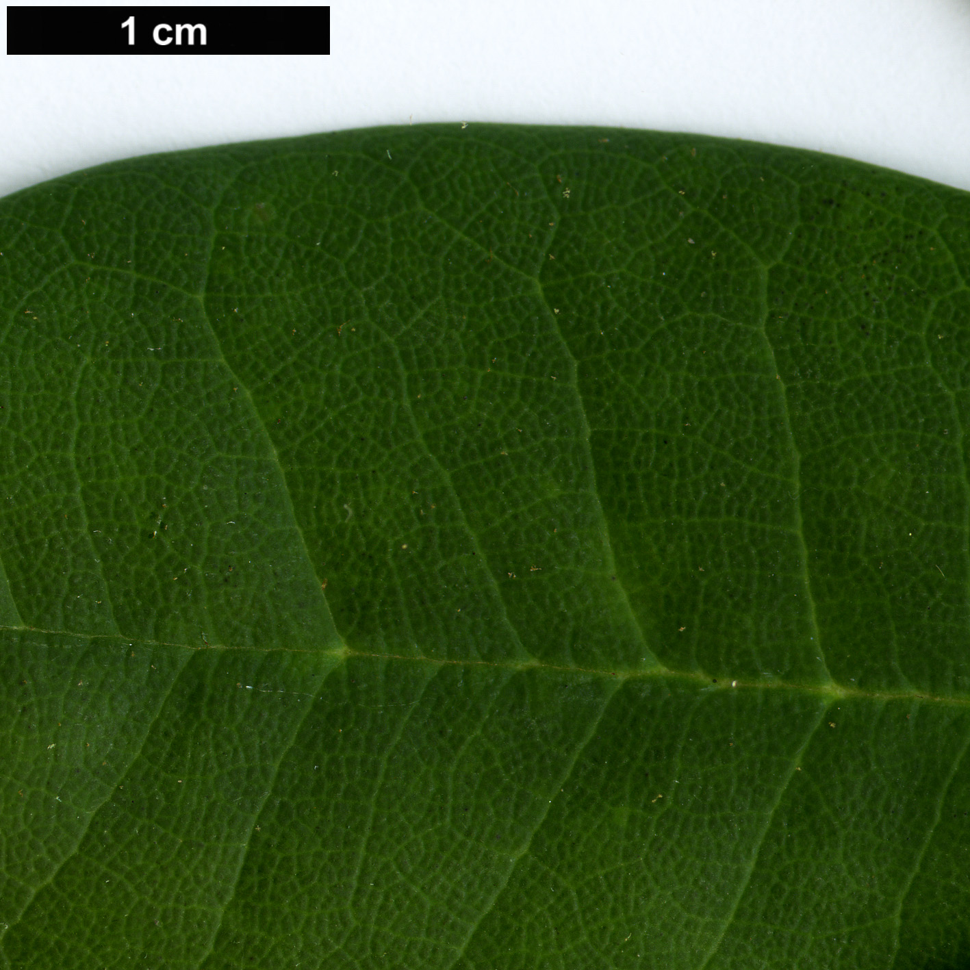 High resolution image: Family: Ericaceae - Genus: Rhododendron - Taxon: calvescens