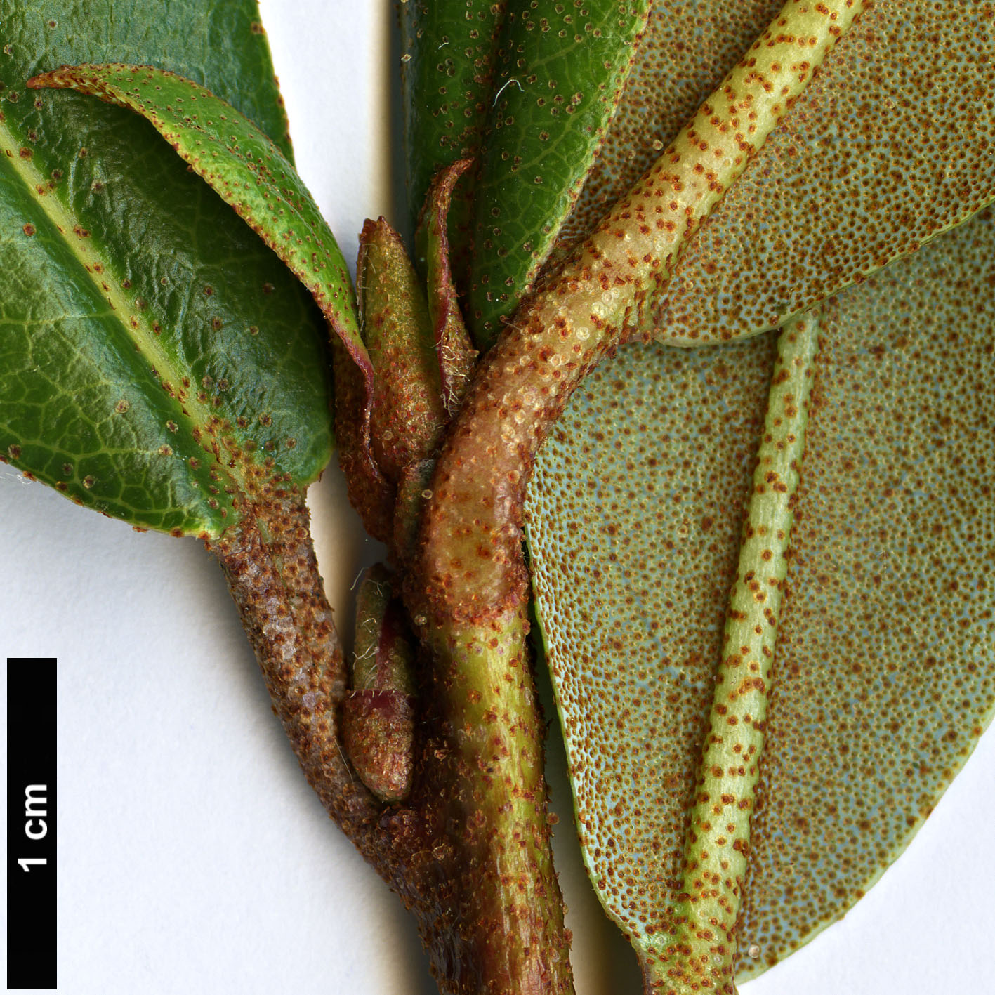 High resolution image: Family: Ericaceae - Genus: Rhododendron - Taxon: camelliiflorum