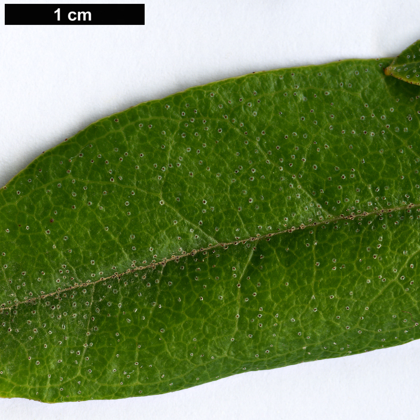 High resolution image: Family: Ericaceae - Genus: Rhododendron - Taxon: camelliiflorum