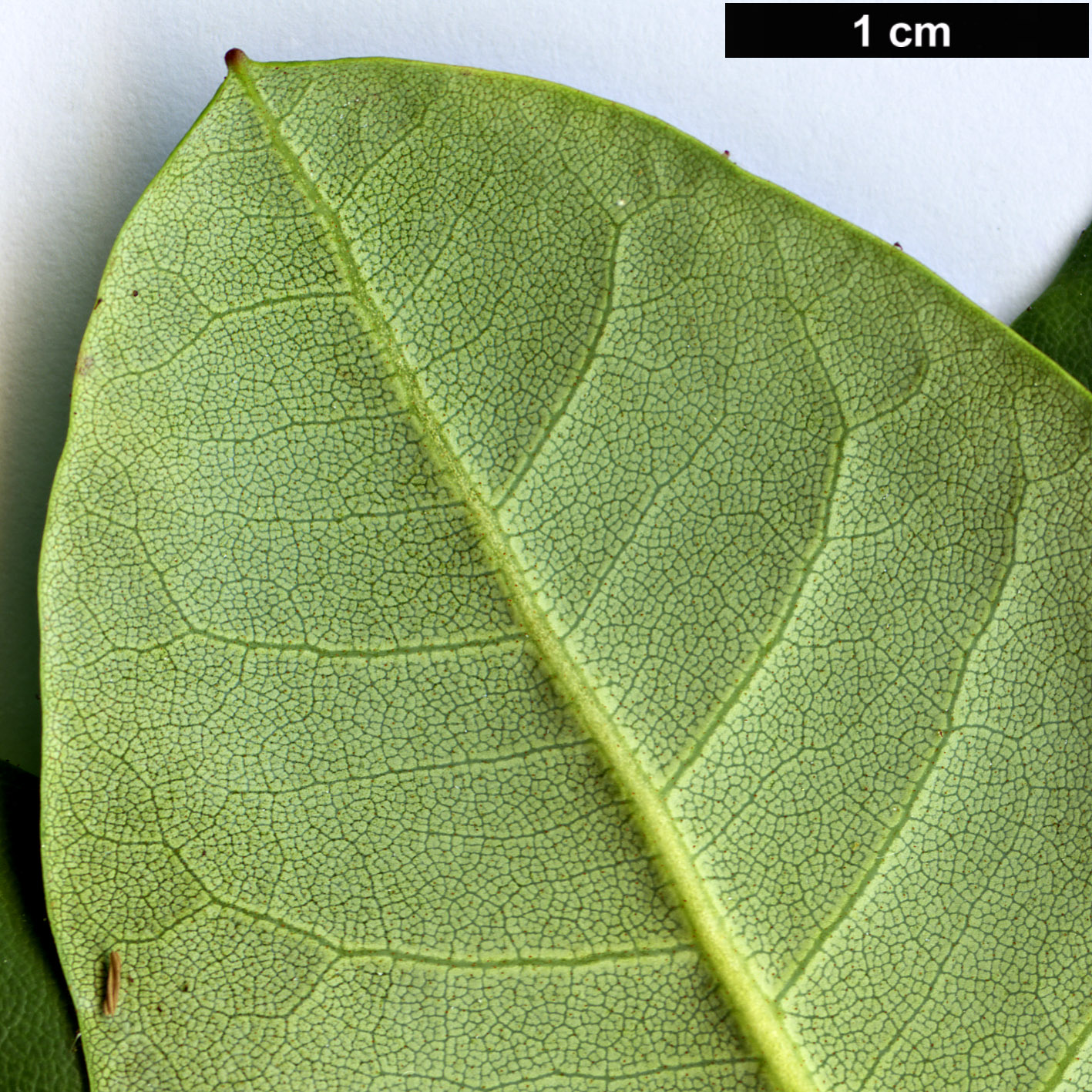 High resolution image: Family: Ericaceae - Genus: Rhododendron - Taxon: campylocarpum