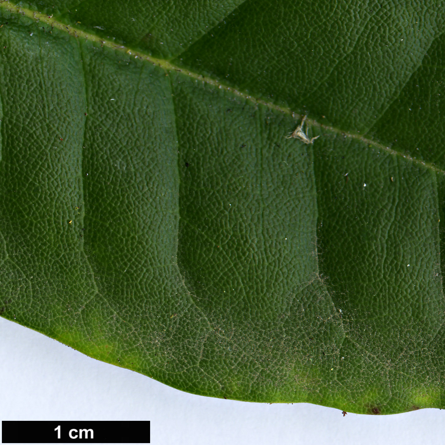 High resolution image: Family: Ericaceae - Genus: Rhododendron - Taxon: campylocarpum