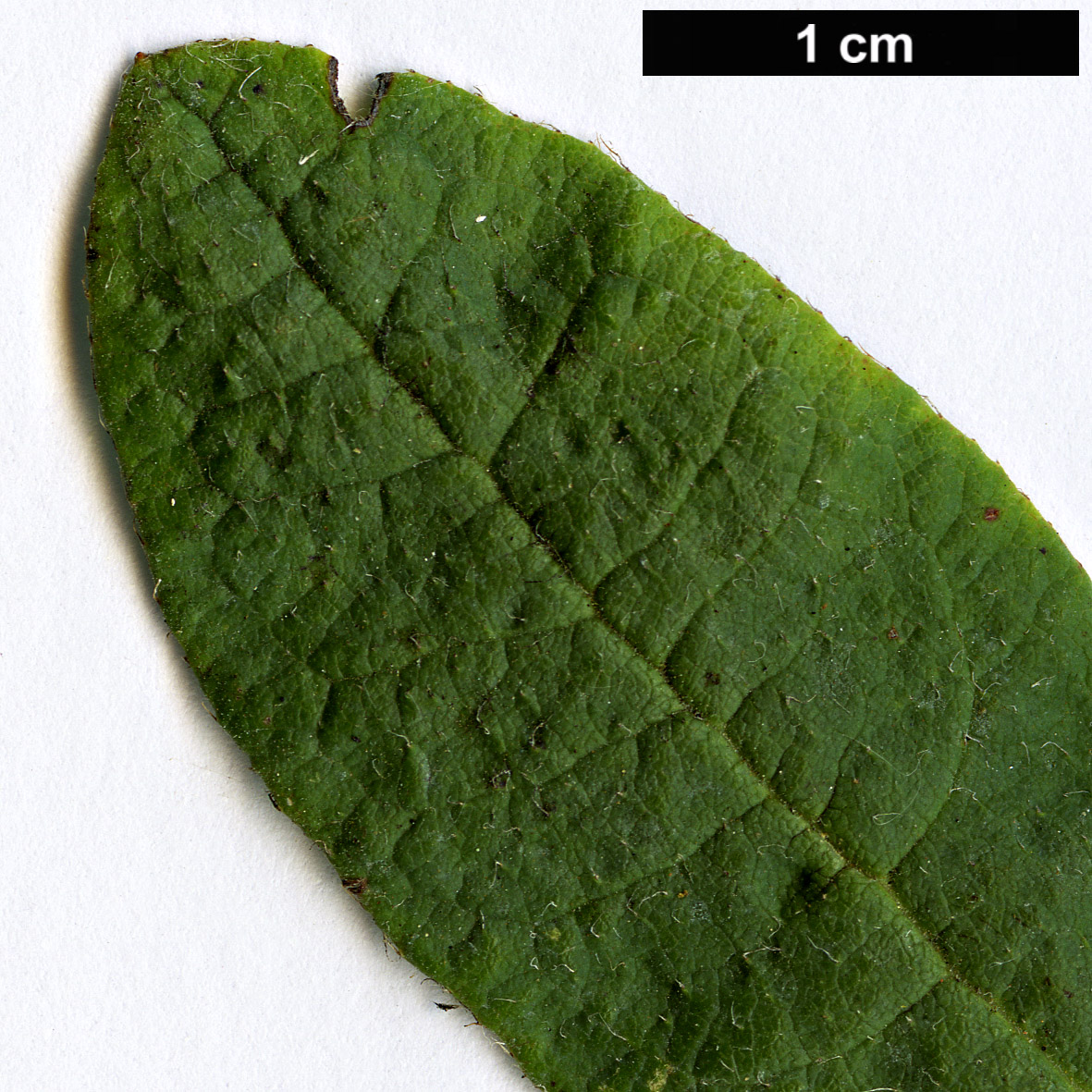 High resolution image: Family: Ericaceae - Genus: Rhododendron - Taxon: canadense