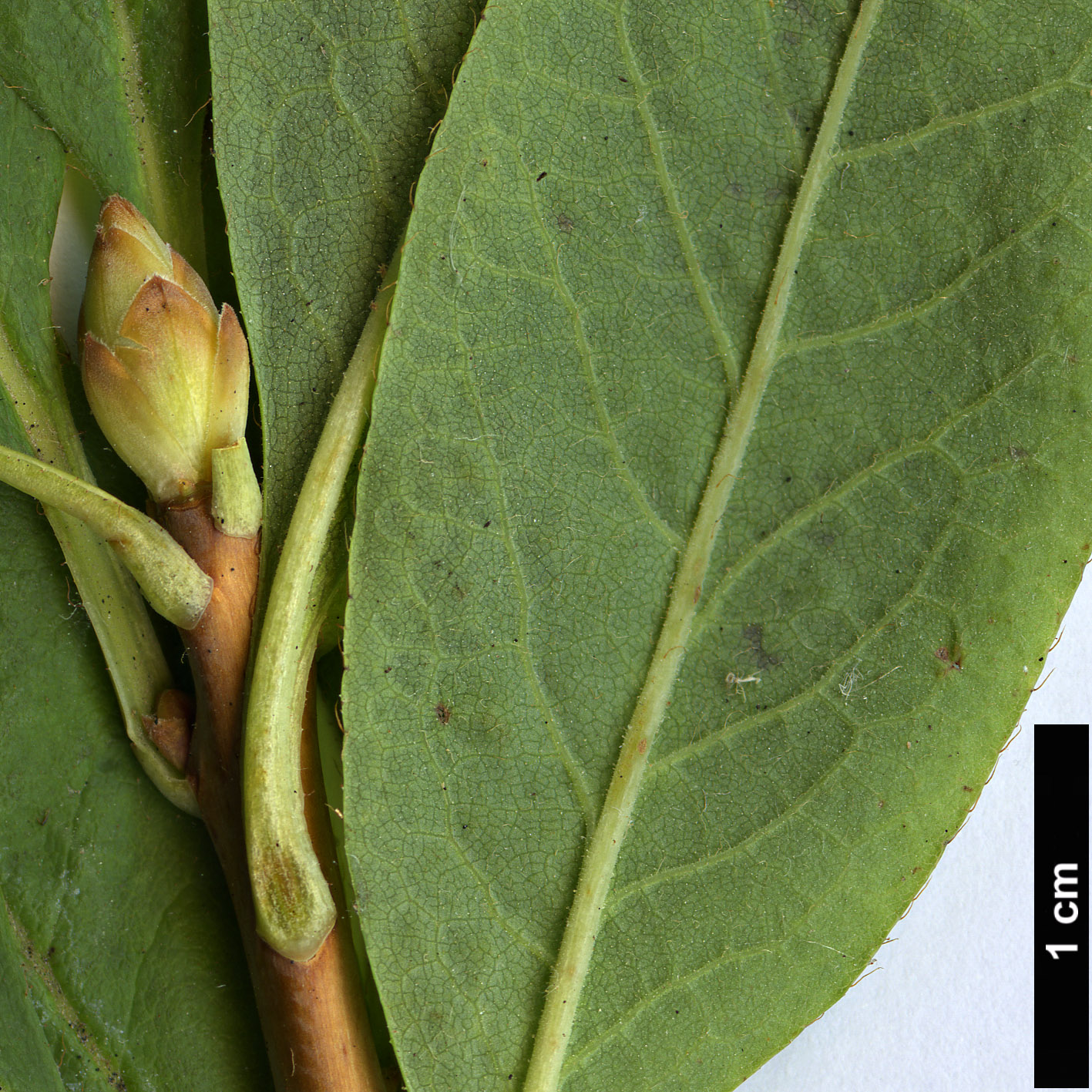 High resolution image: Family: Ericaceae - Genus: Rhododendron - Taxon: canadense