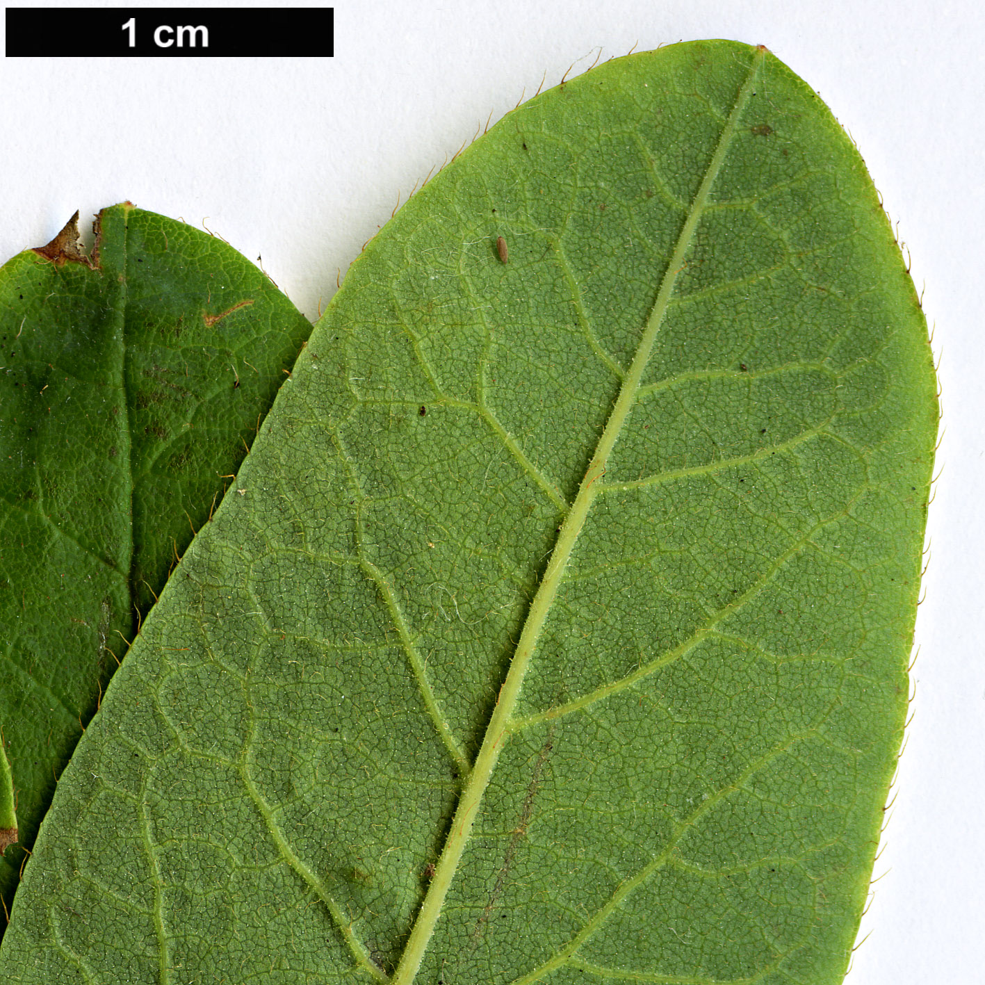 High resolution image: Family: Ericaceae - Genus: Rhododendron - Taxon: canadense