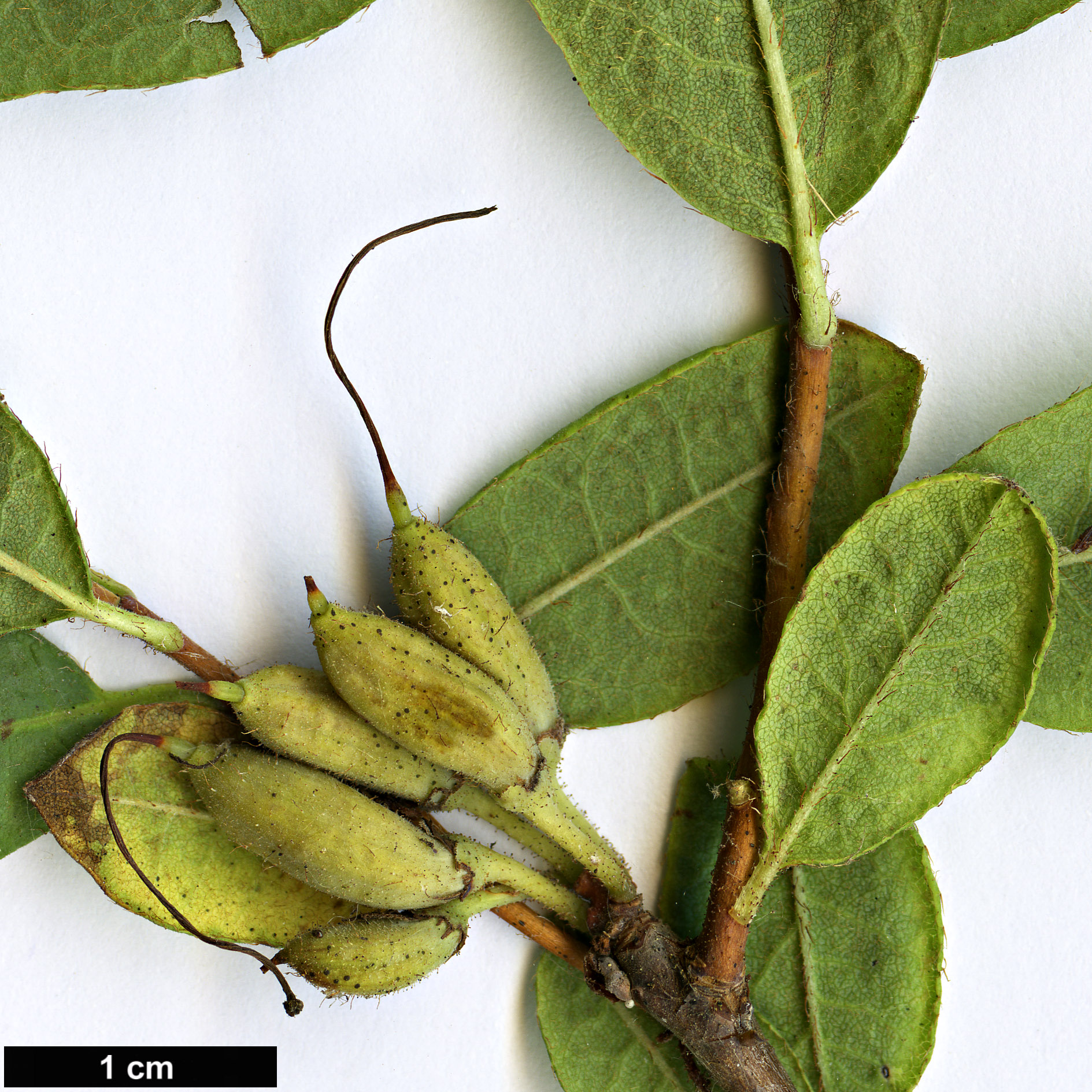 High resolution image: Family: Ericaceae - Genus: Rhododendron - Taxon: canadense