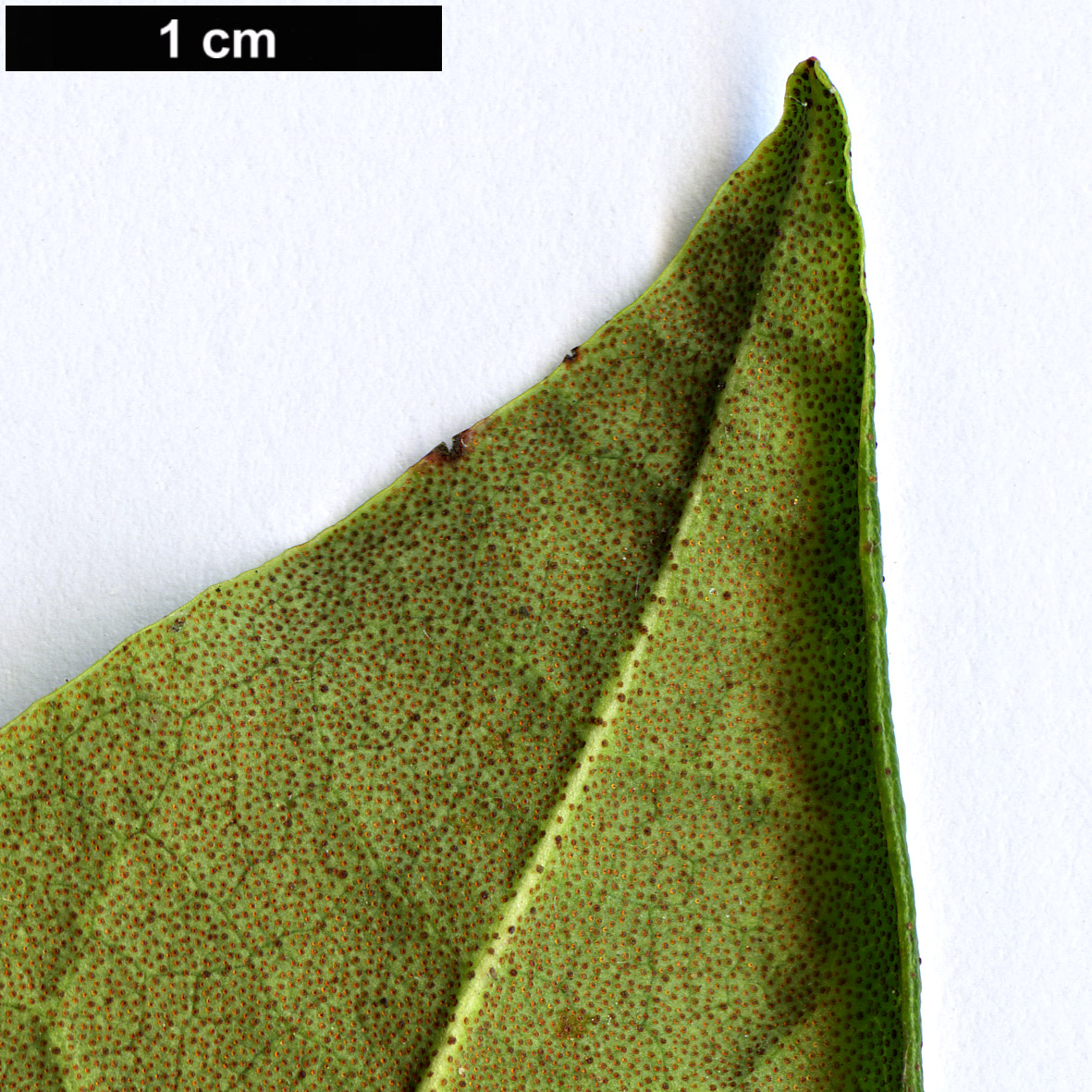 High resolution image: Family: Ericaceae - Genus: Rhododendron - Taxon: carolinianum