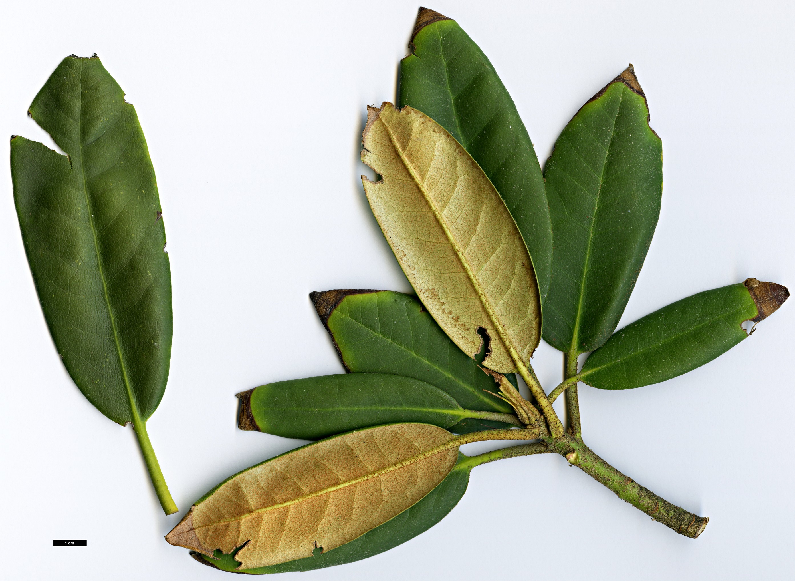 High resolution image: Family: Ericaceae - Genus: Rhododendron - Taxon: catawbiense