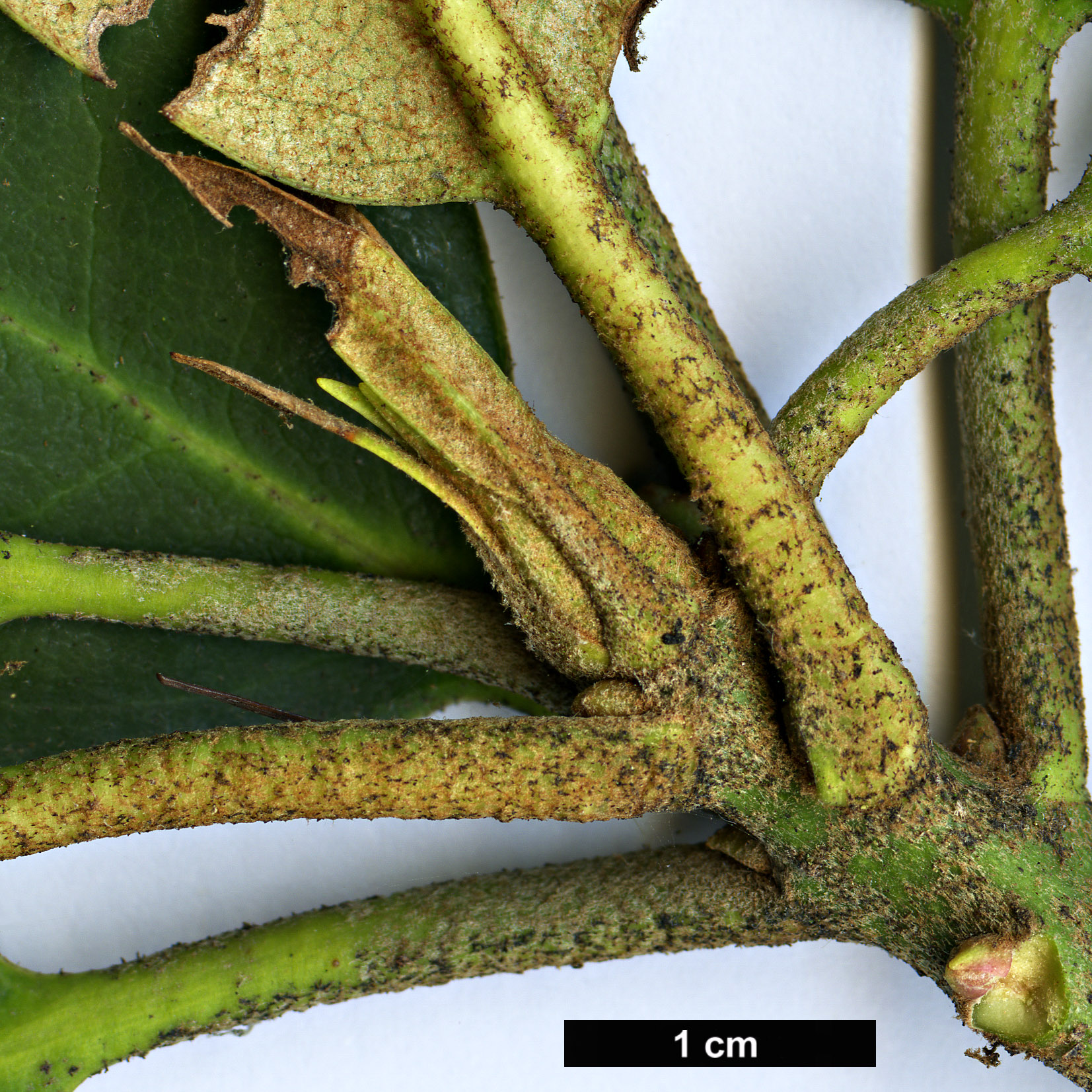 High resolution image: Family: Ericaceae - Genus: Rhododendron - Taxon: catawbiense