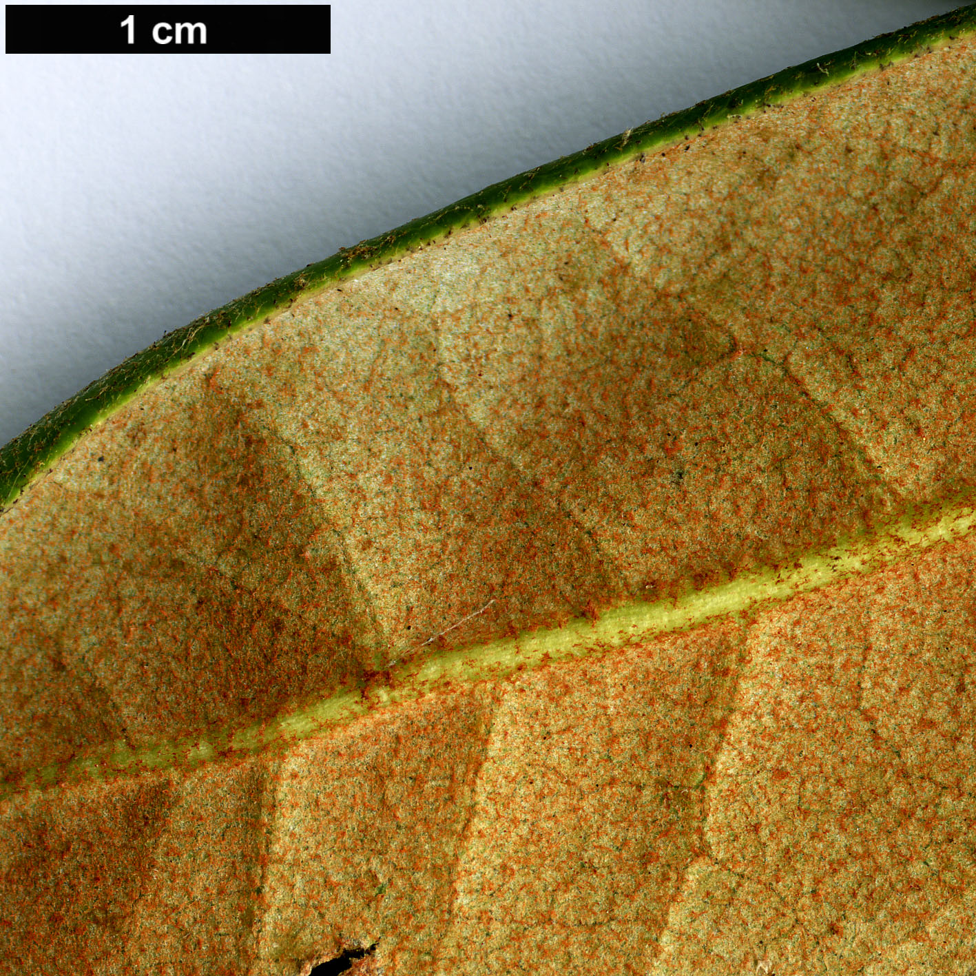 High resolution image: Family: Ericaceae - Genus: Rhododendron - Taxon: catawbiense