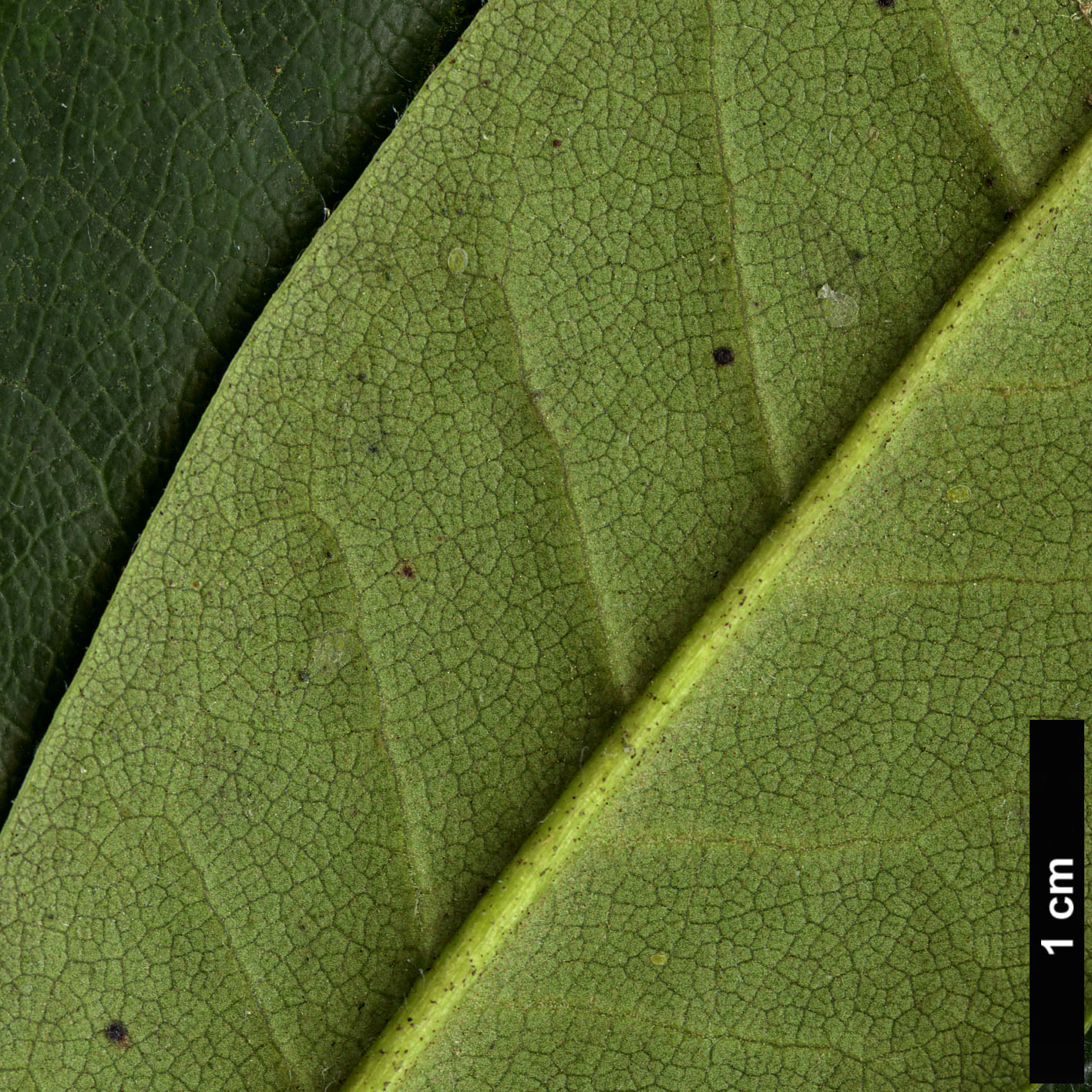 High resolution image: Family: Ericaceae - Genus: Rhododendron - Taxon: caucasicum