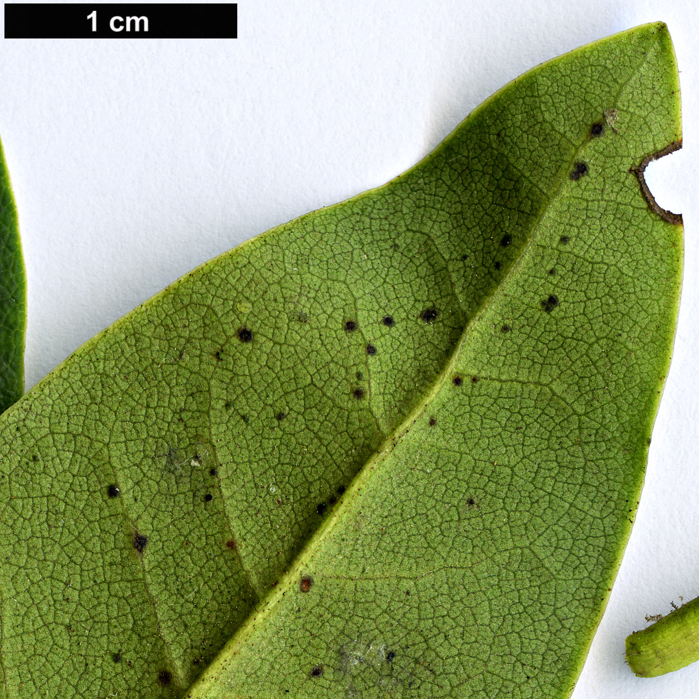 High resolution image: Family: Ericaceae - Genus: Rhododendron - Taxon: caucasicum