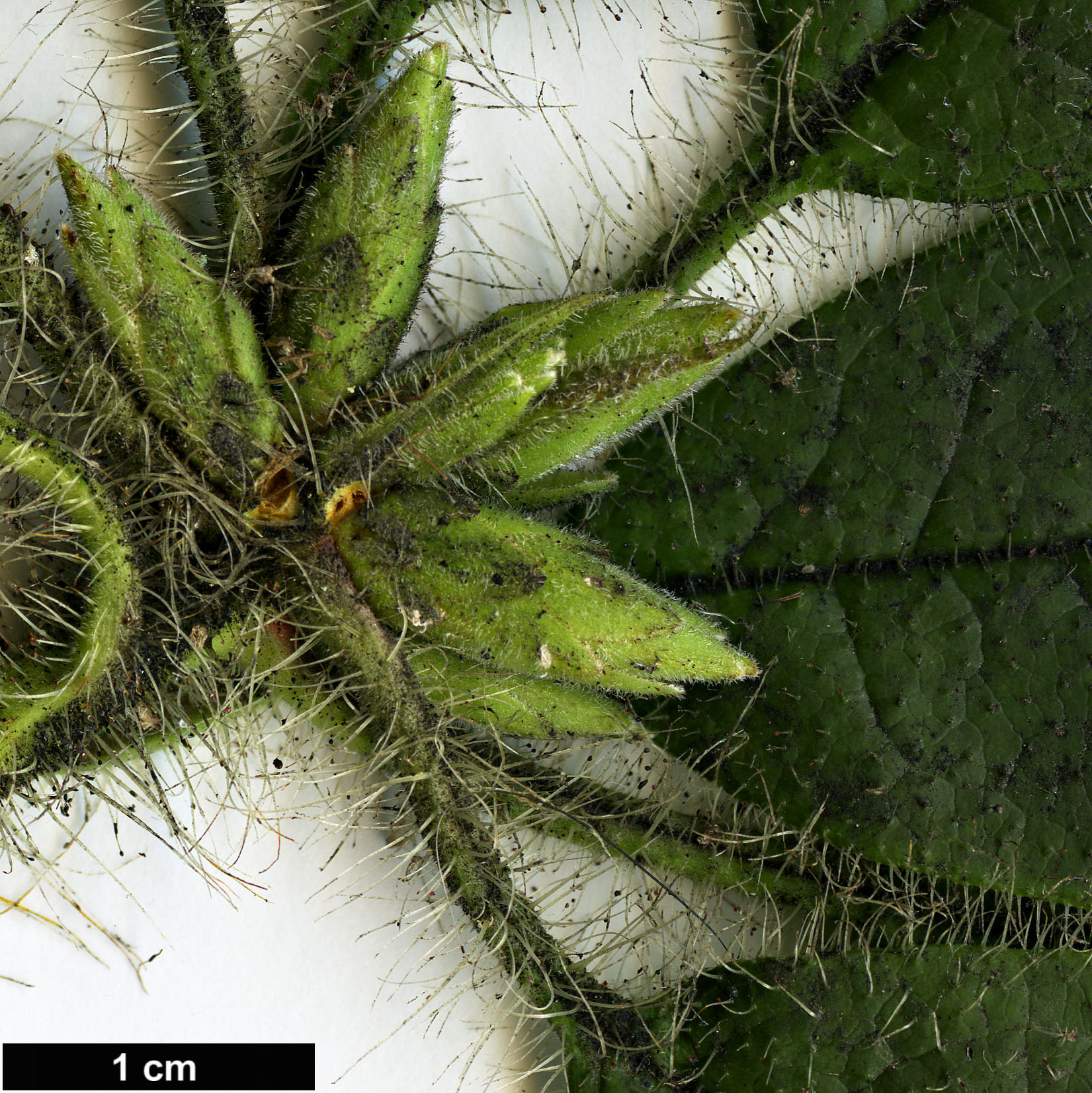 High resolution image: Family: Ericaceae - Genus: Rhododendron - Taxon: championiae