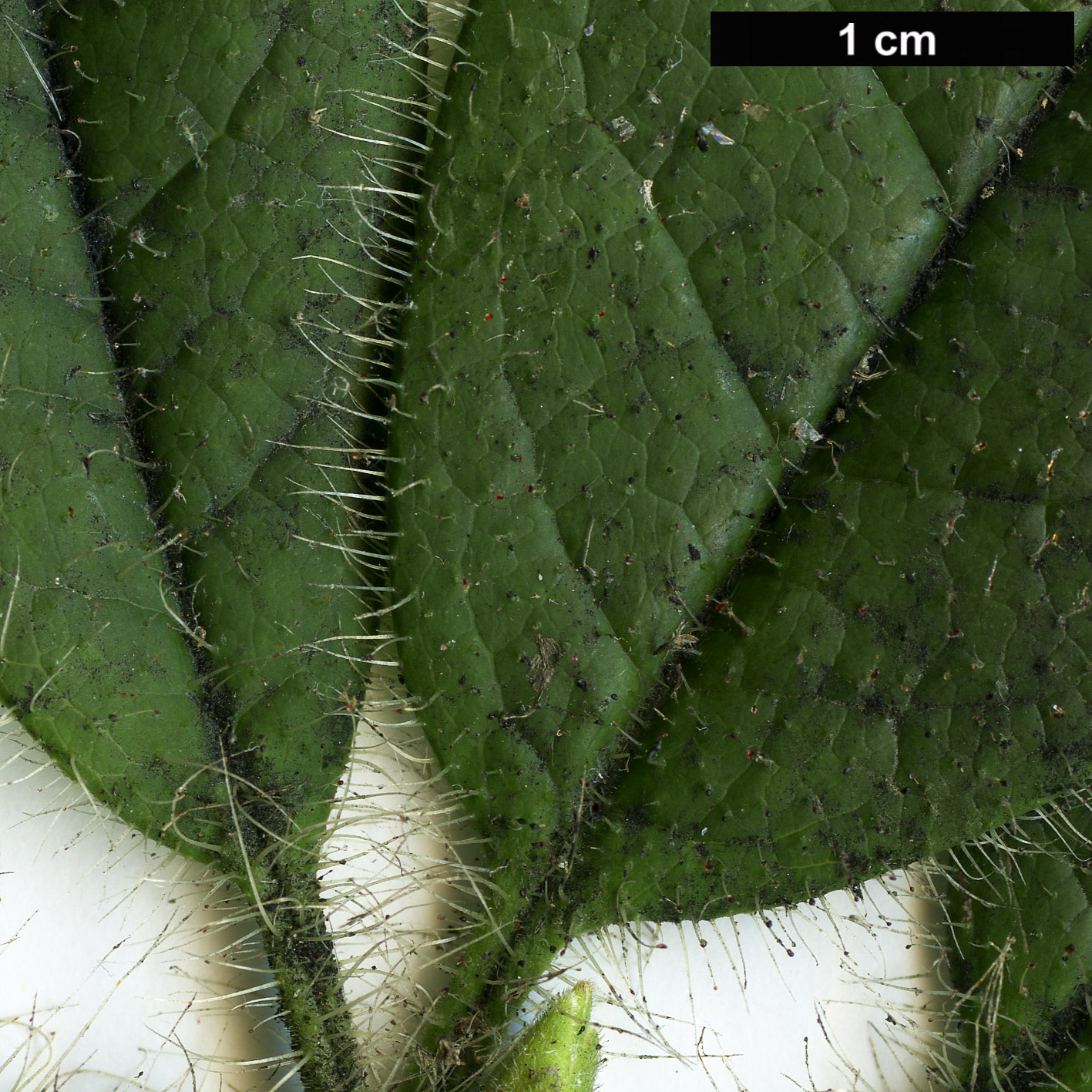 High resolution image: Family: Ericaceae - Genus: Rhododendron - Taxon: championiae