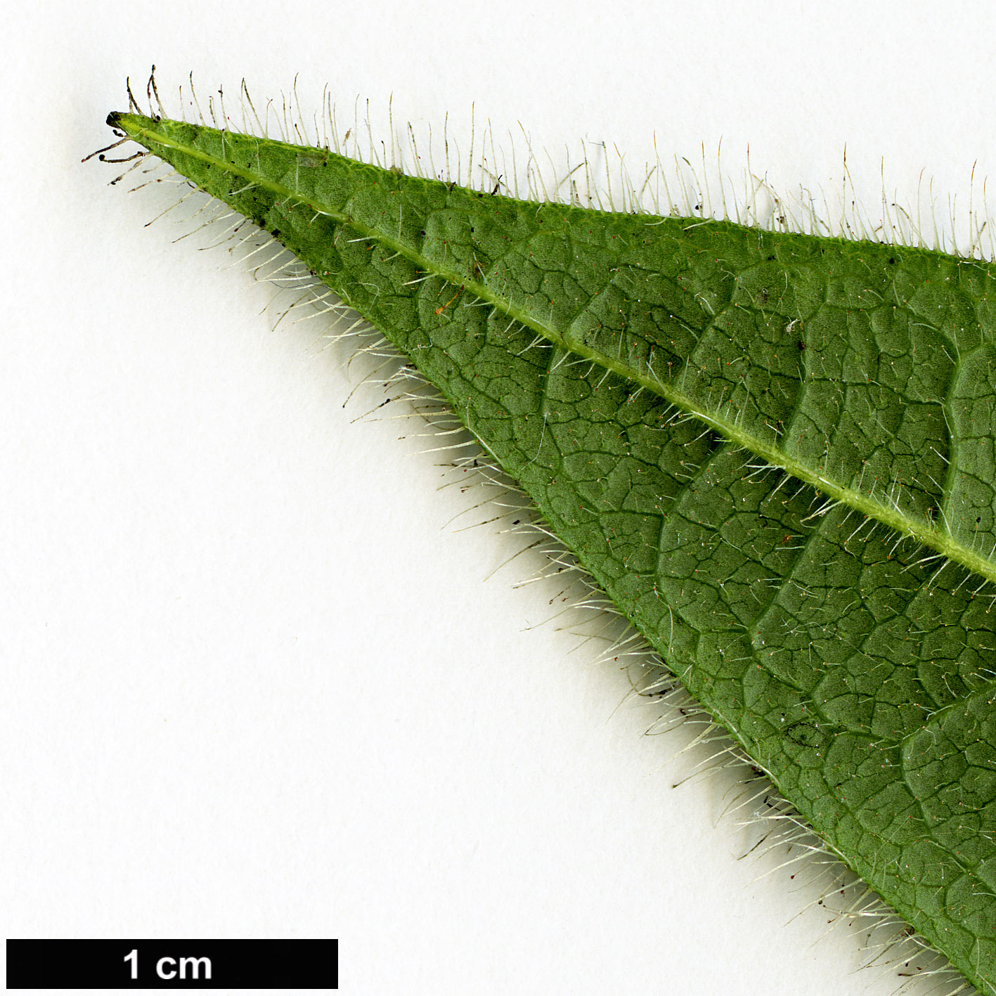 High resolution image: Family: Ericaceae - Genus: Rhododendron - Taxon: championiae