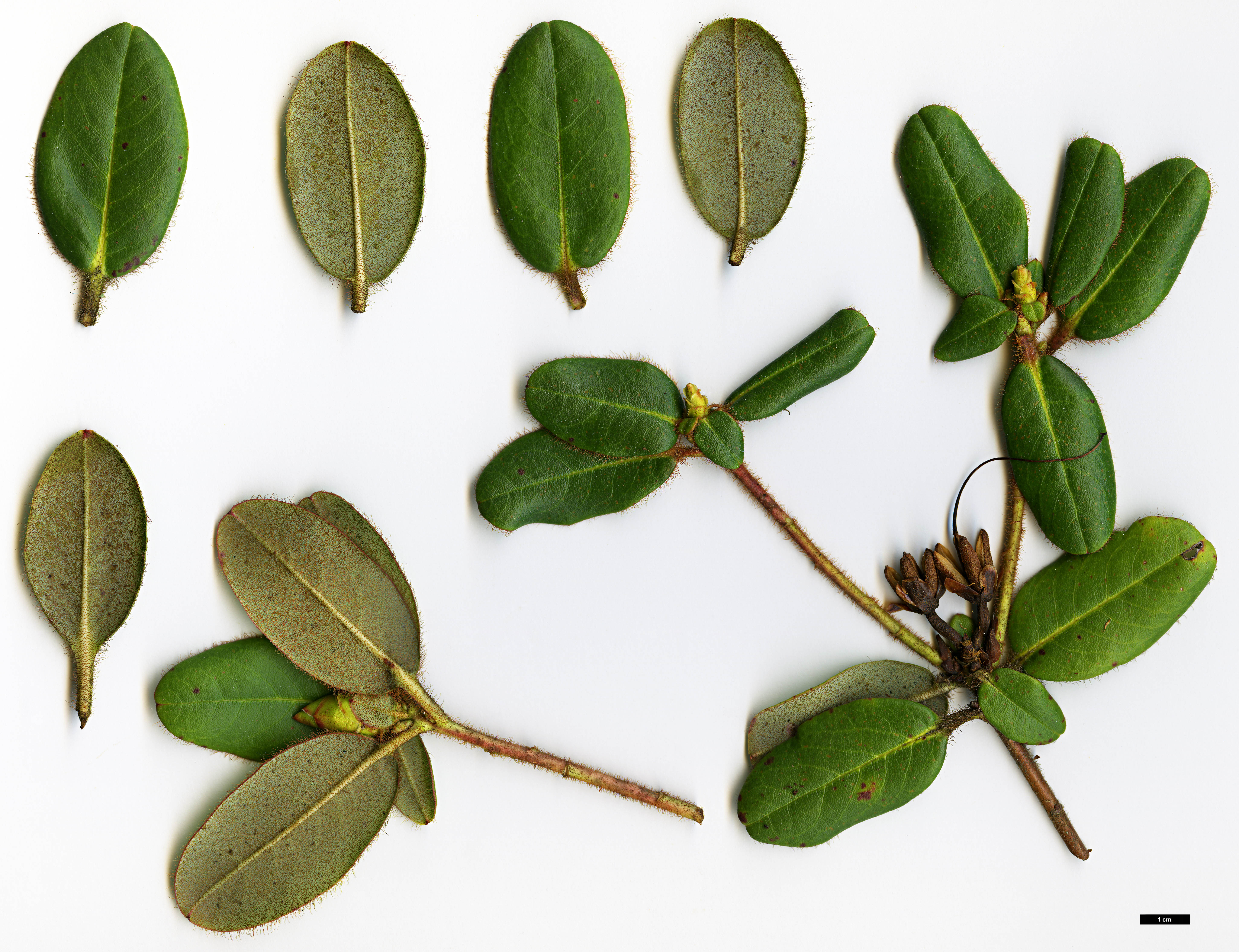 High resolution image: Family: Ericaceae - Genus: Rhododendron - Taxon: changii