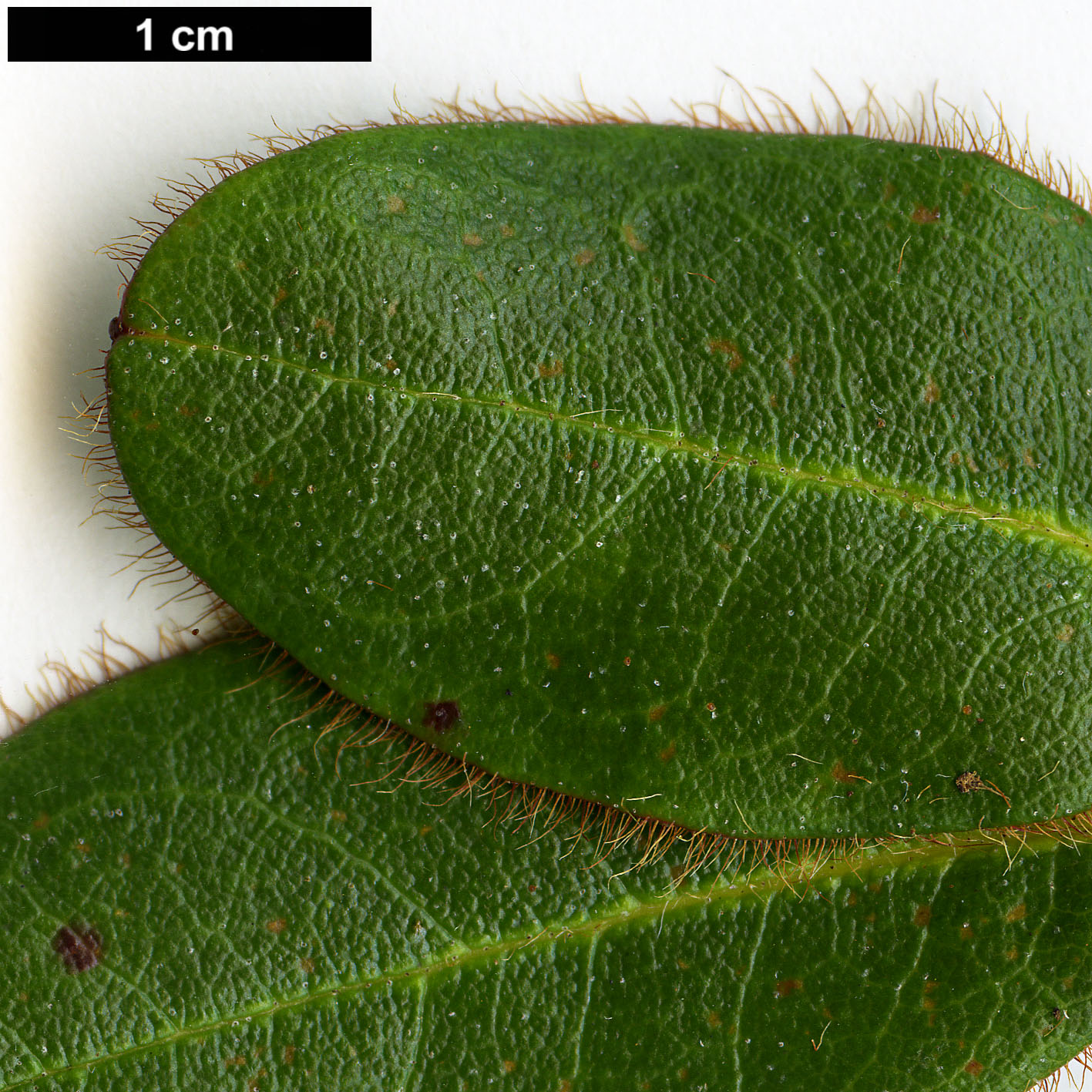 High resolution image: Family: Ericaceae - Genus: Rhododendron - Taxon: changii