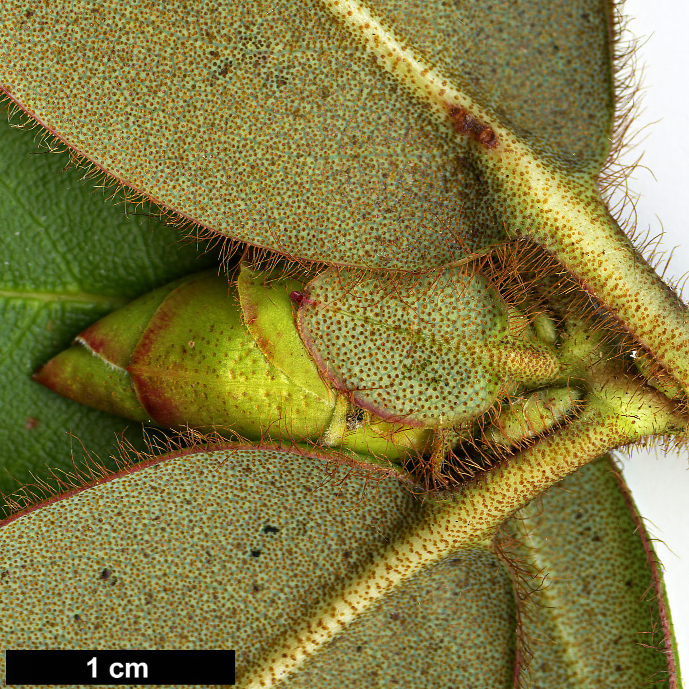 High resolution image: Family: Ericaceae - Genus: Rhododendron - Taxon: changii