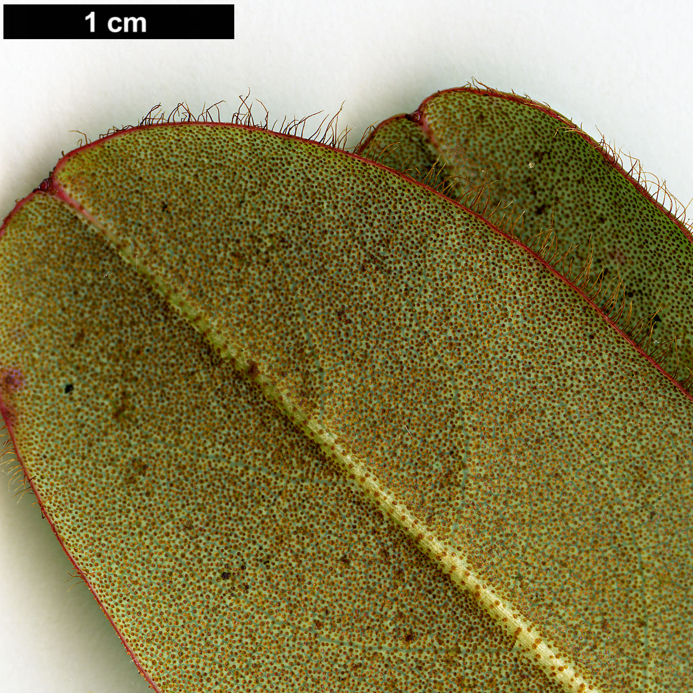 High resolution image: Family: Ericaceae - Genus: Rhododendron - Taxon: changii