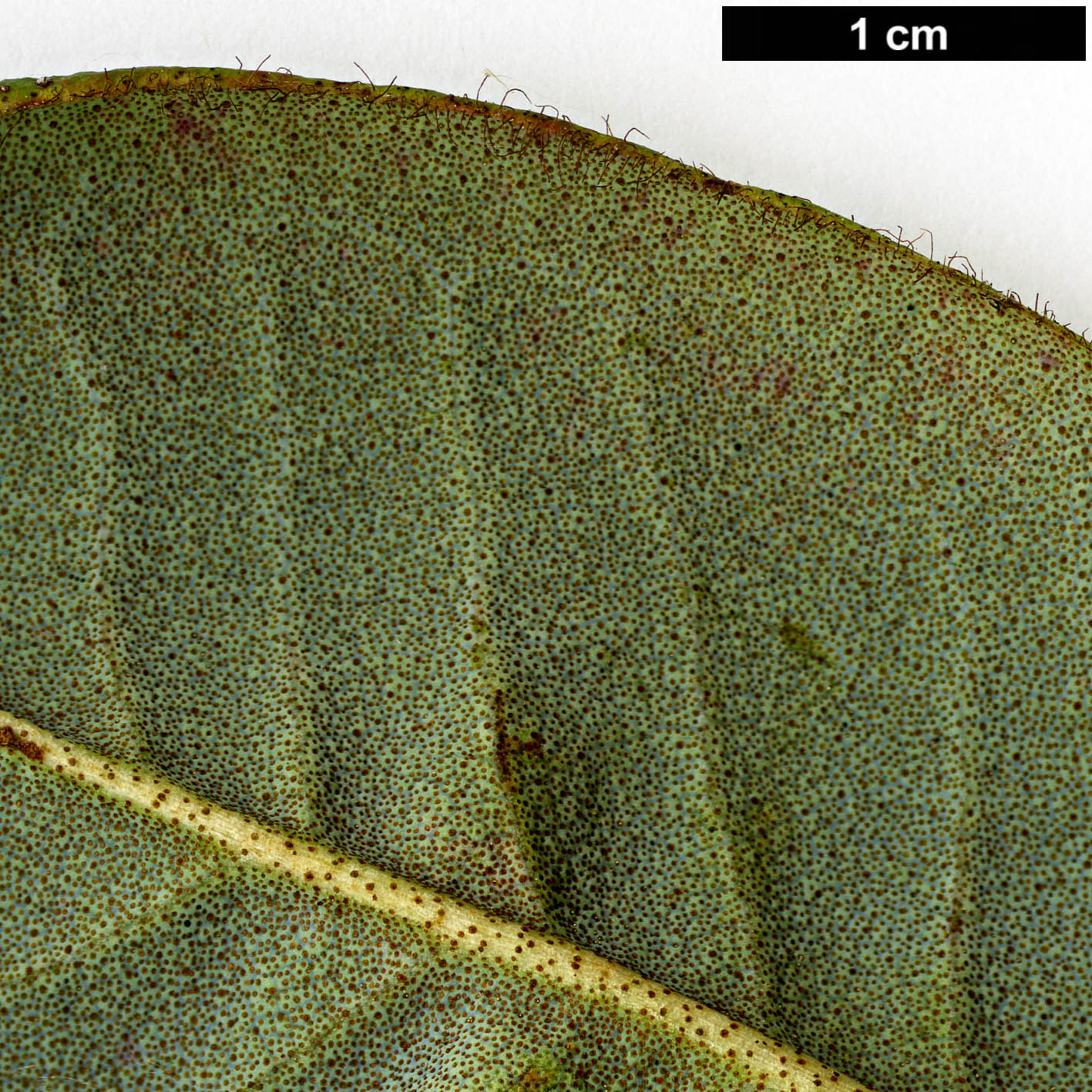 High resolution image: Family: Ericaceae - Genus: Rhododendron - Taxon: changii