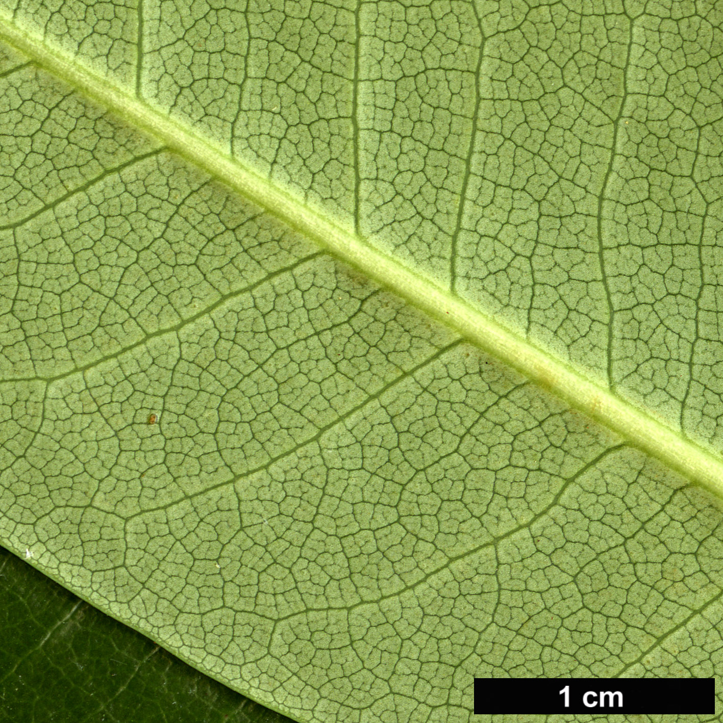 High resolution image: Family: Ericaceae - Genus: Rhododendron - Taxon: chlorops