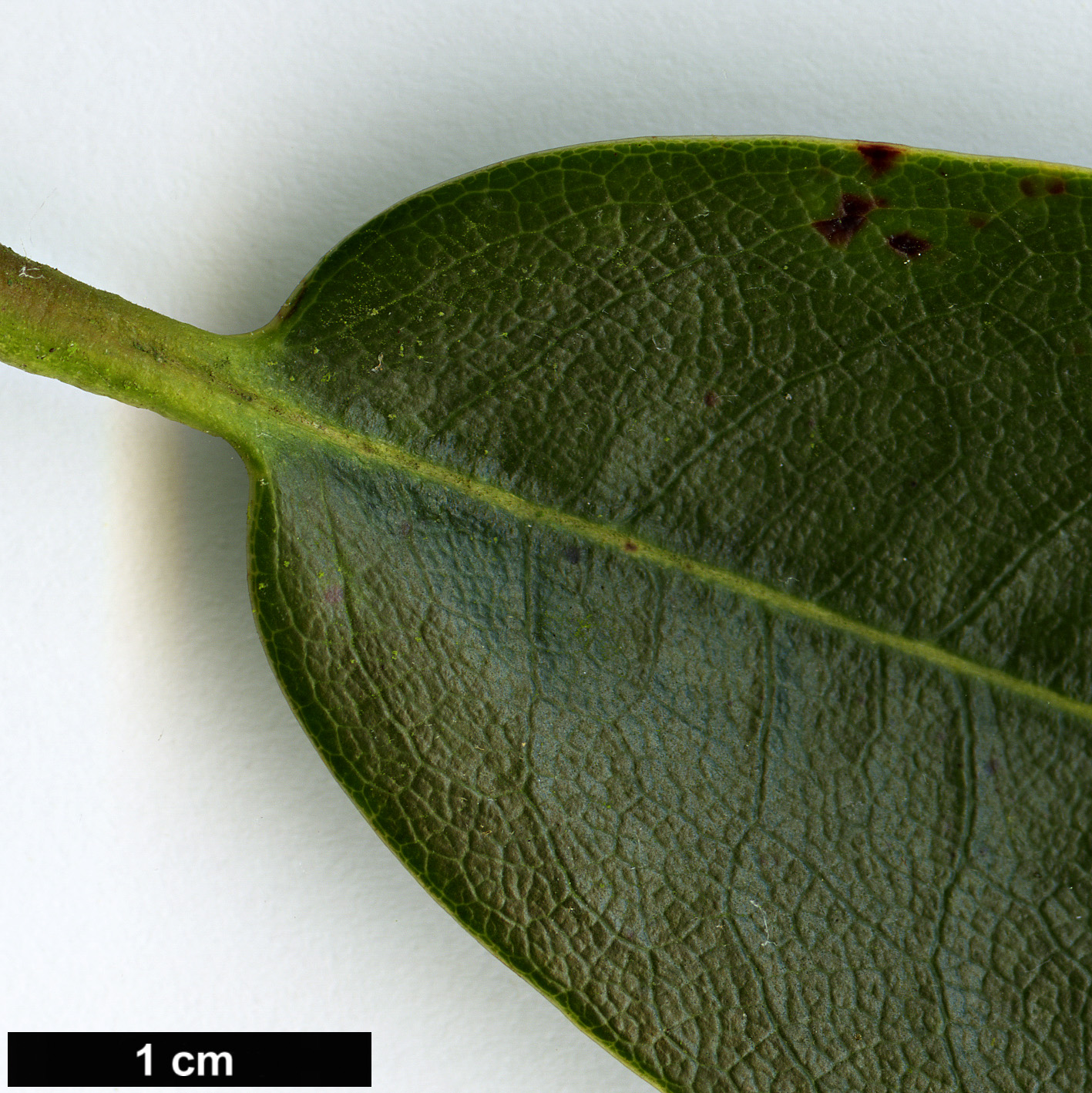 High resolution image: Family: Ericaceae - Genus: Rhododendron - Taxon: chlorops